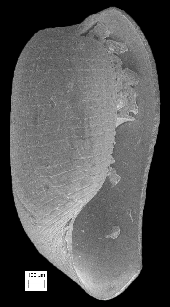 Cylichnidae image