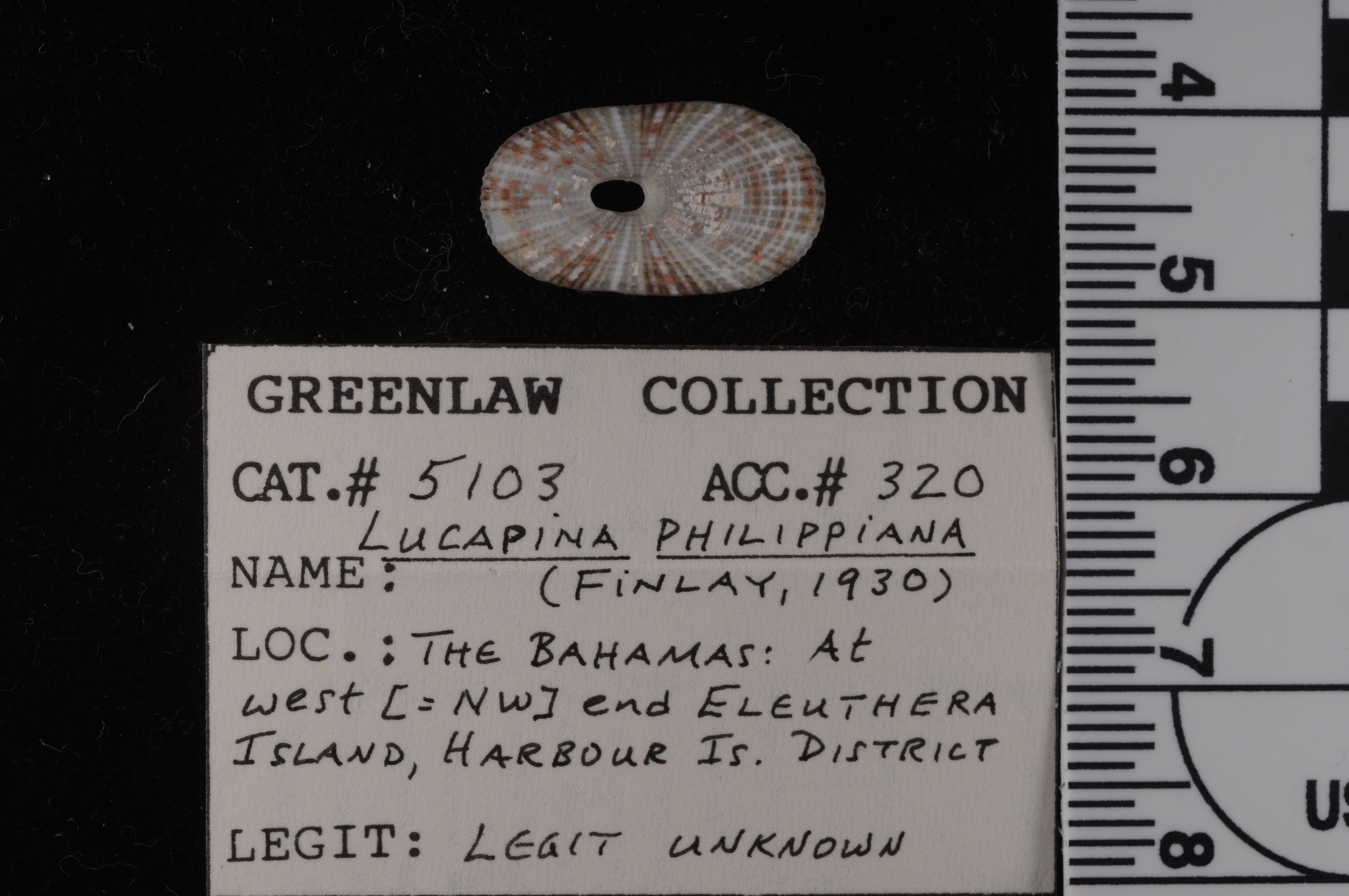 Lucapina philippiana image