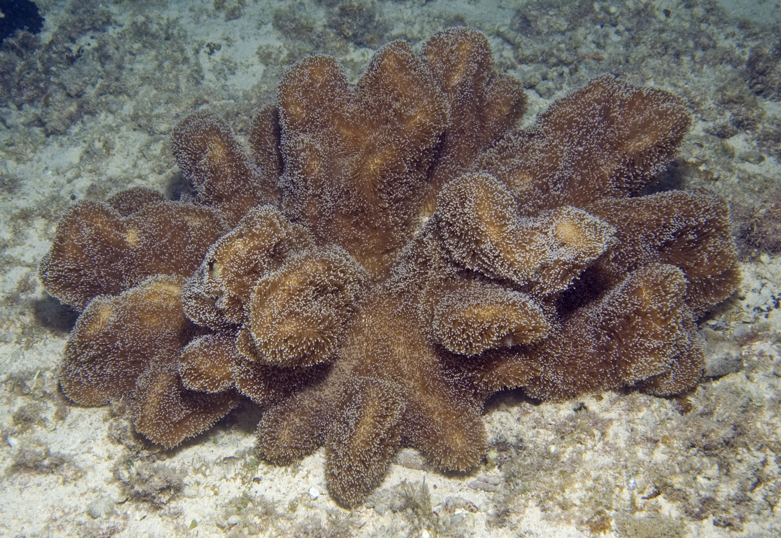 Lobophytum sarcophytoides thumbnail