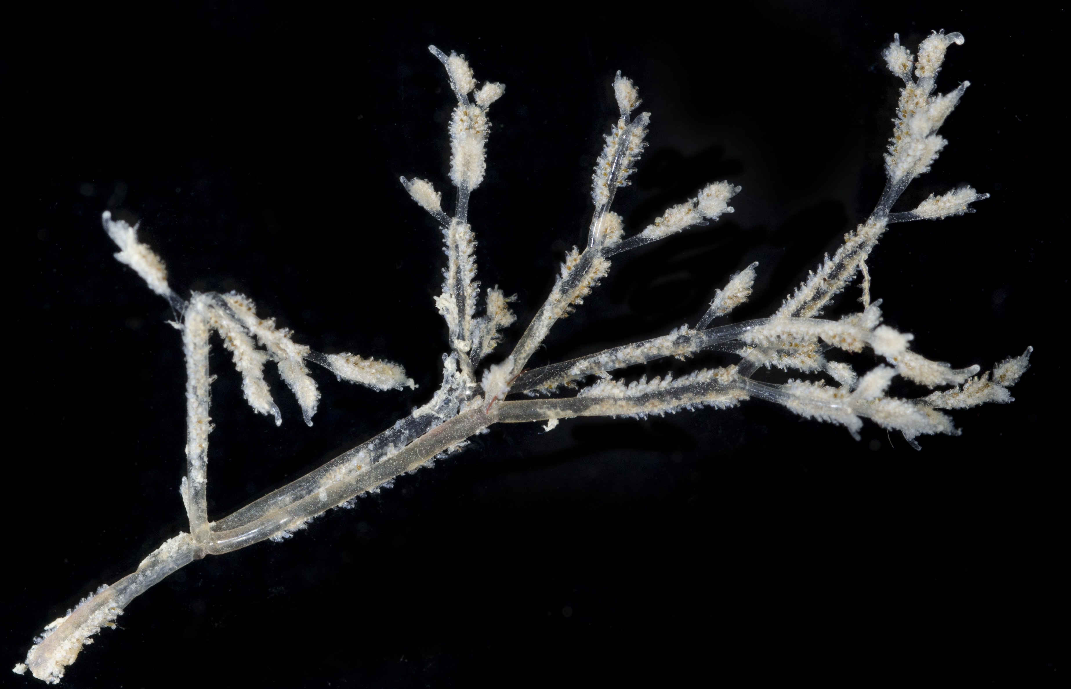 Amathia verticillata image
