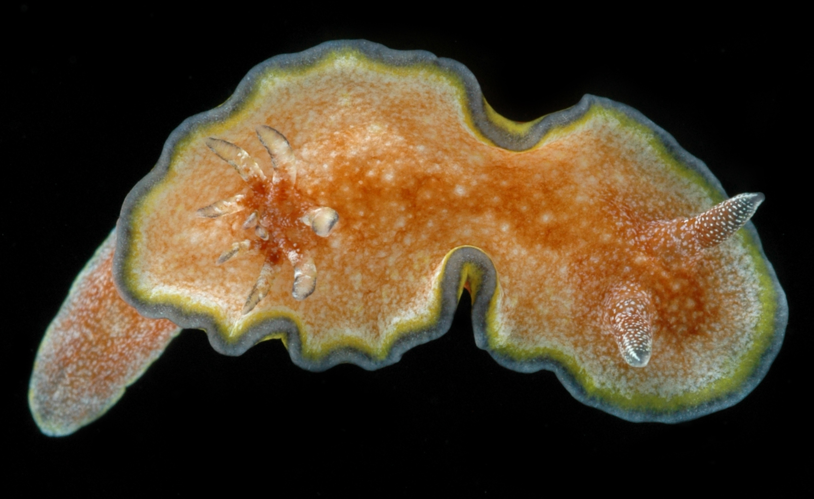 Glossodoris cincta image