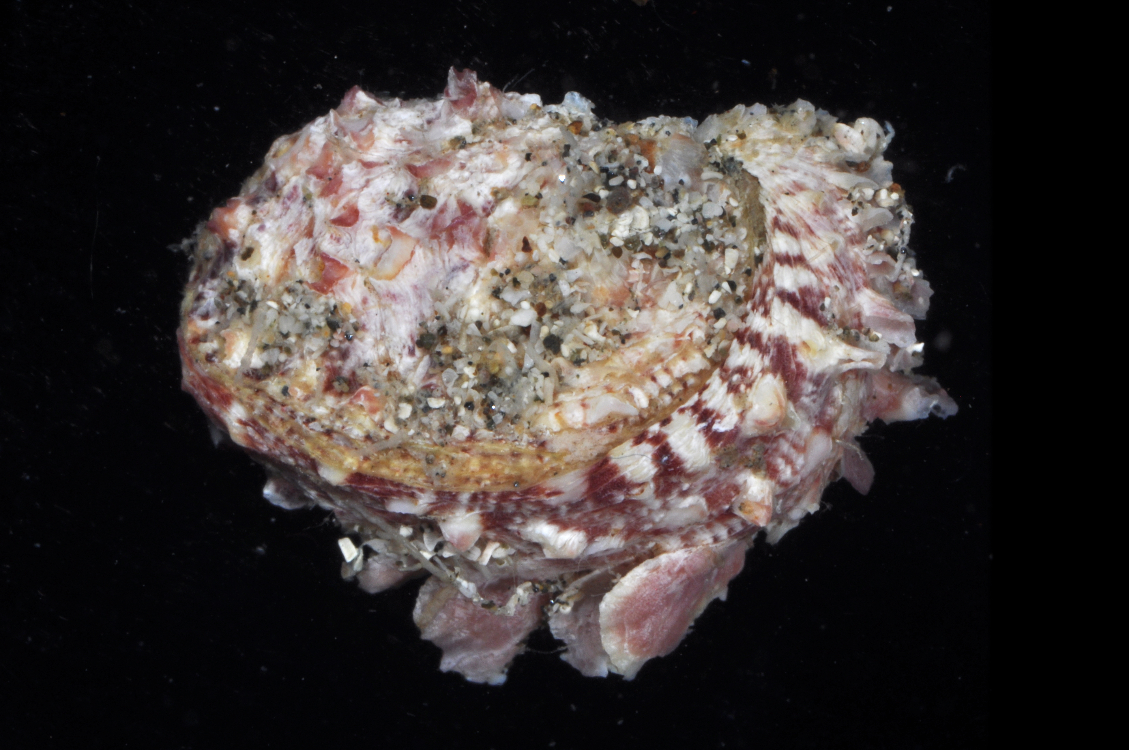 Pseudochama