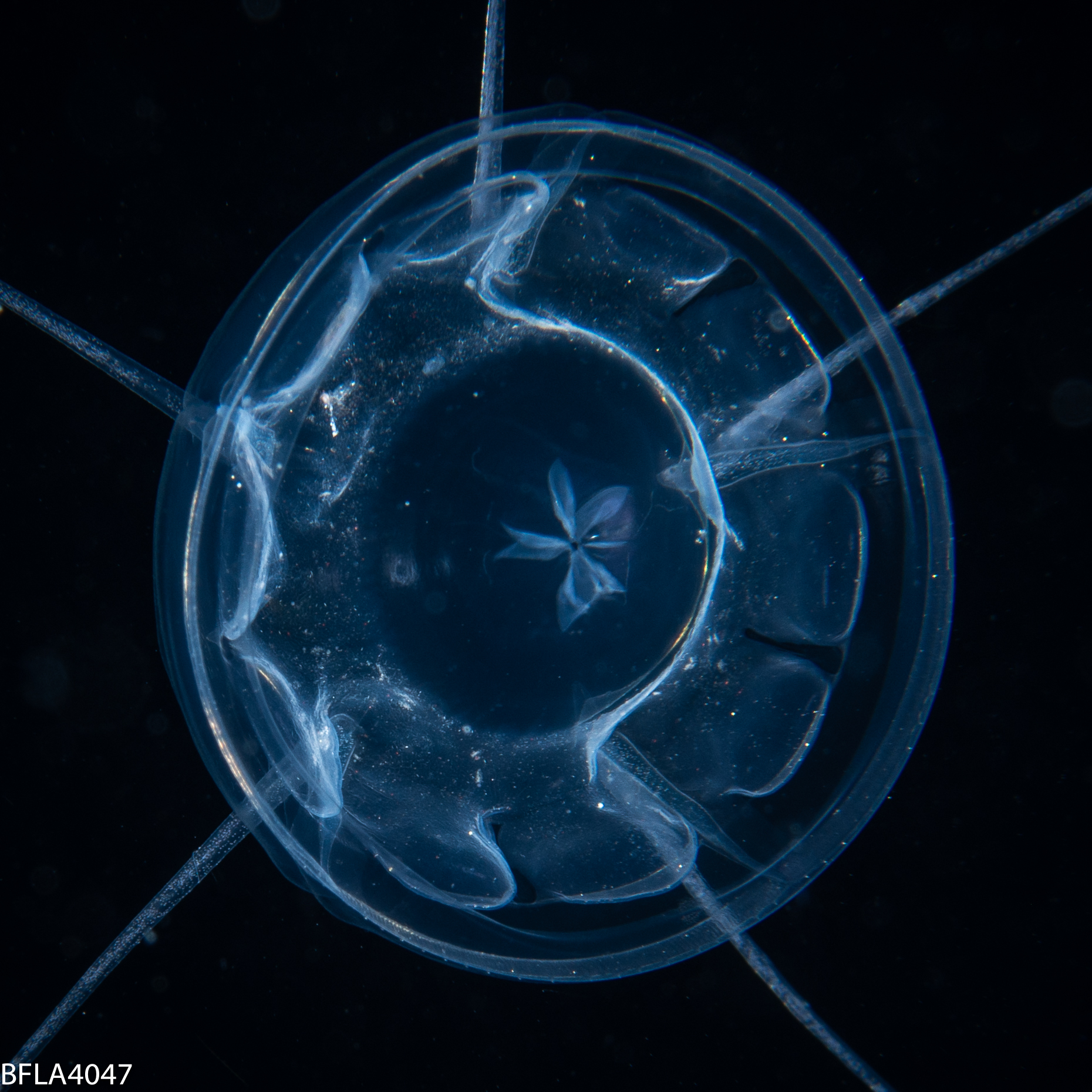 Pseudaegina rhodina