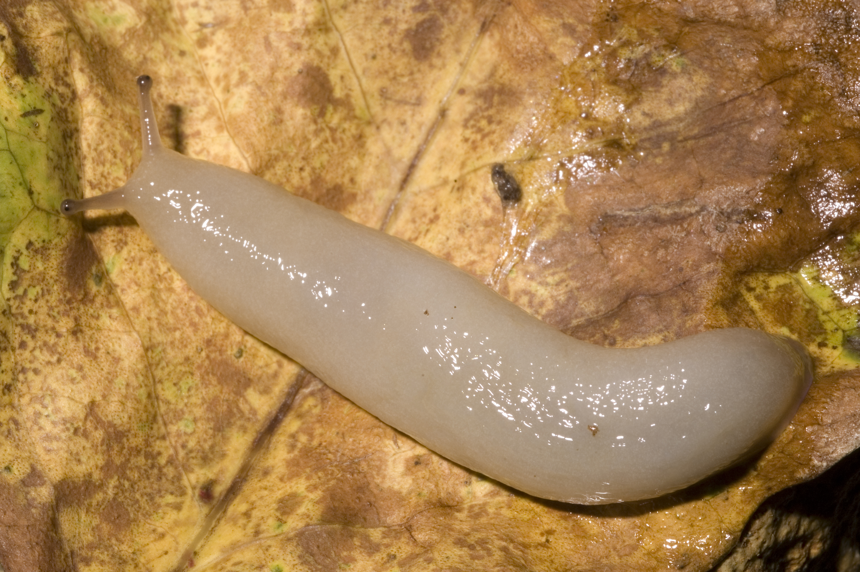 Philomycidae image