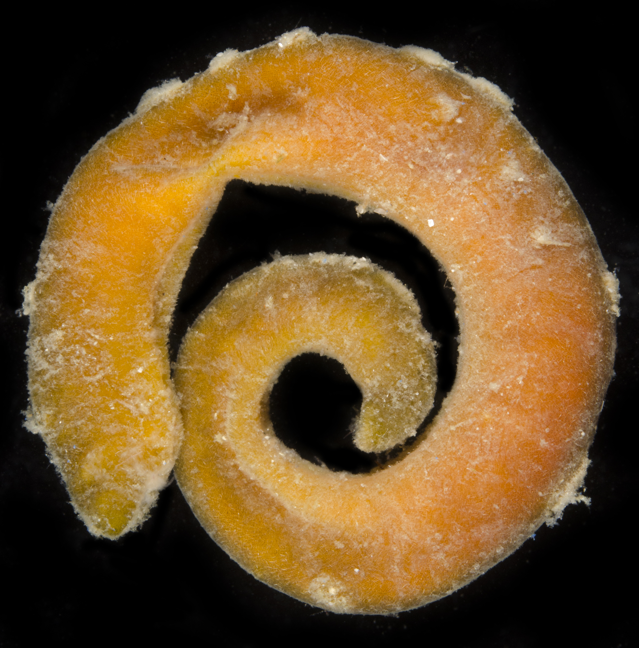 Epimenia