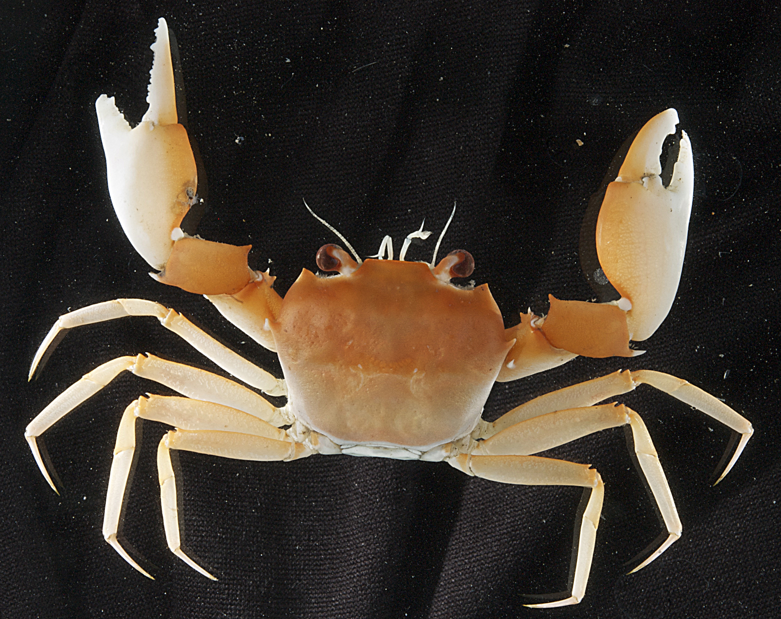 Goneplacidae