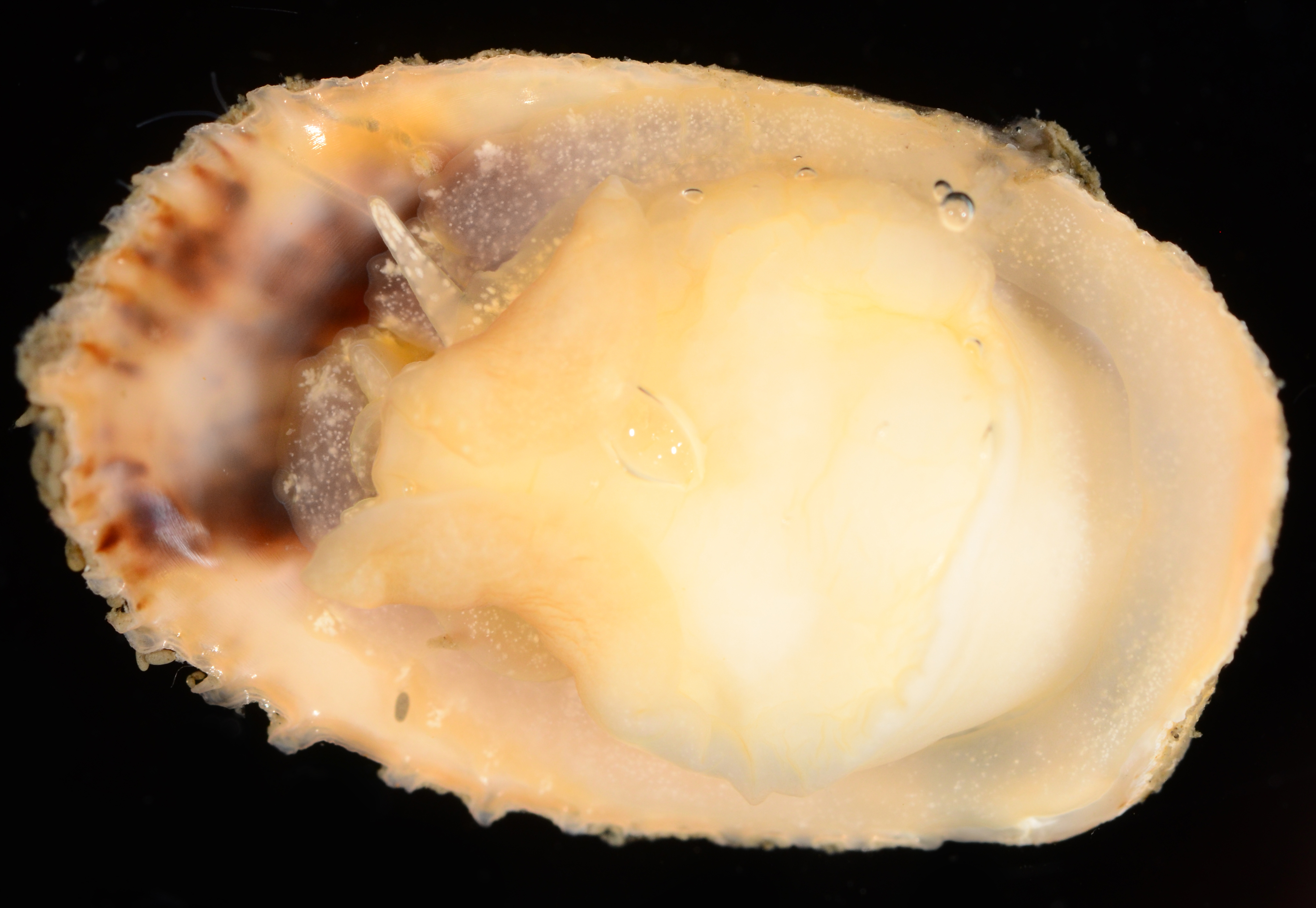 Crepidula aculeata image