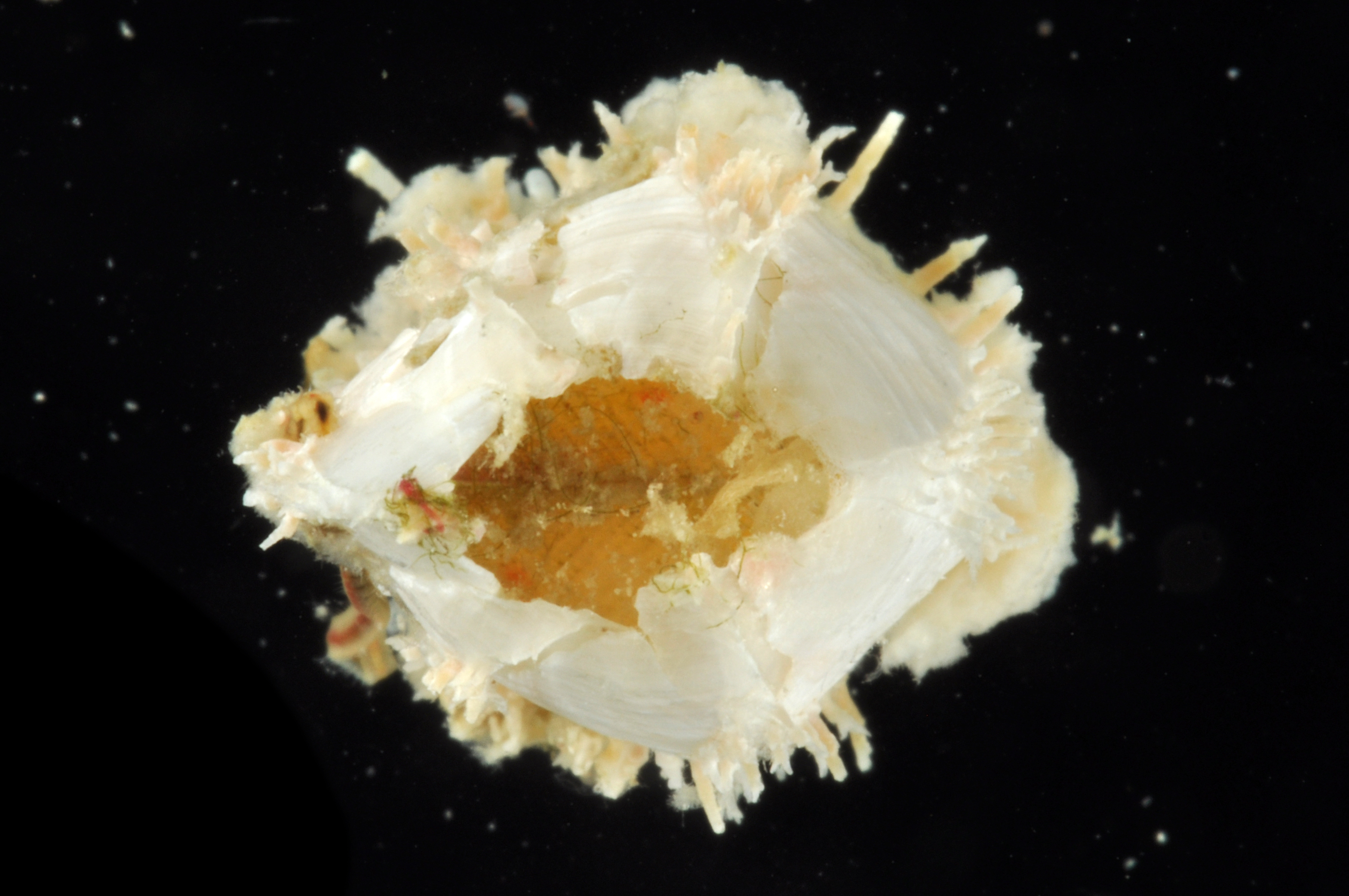 Acasta