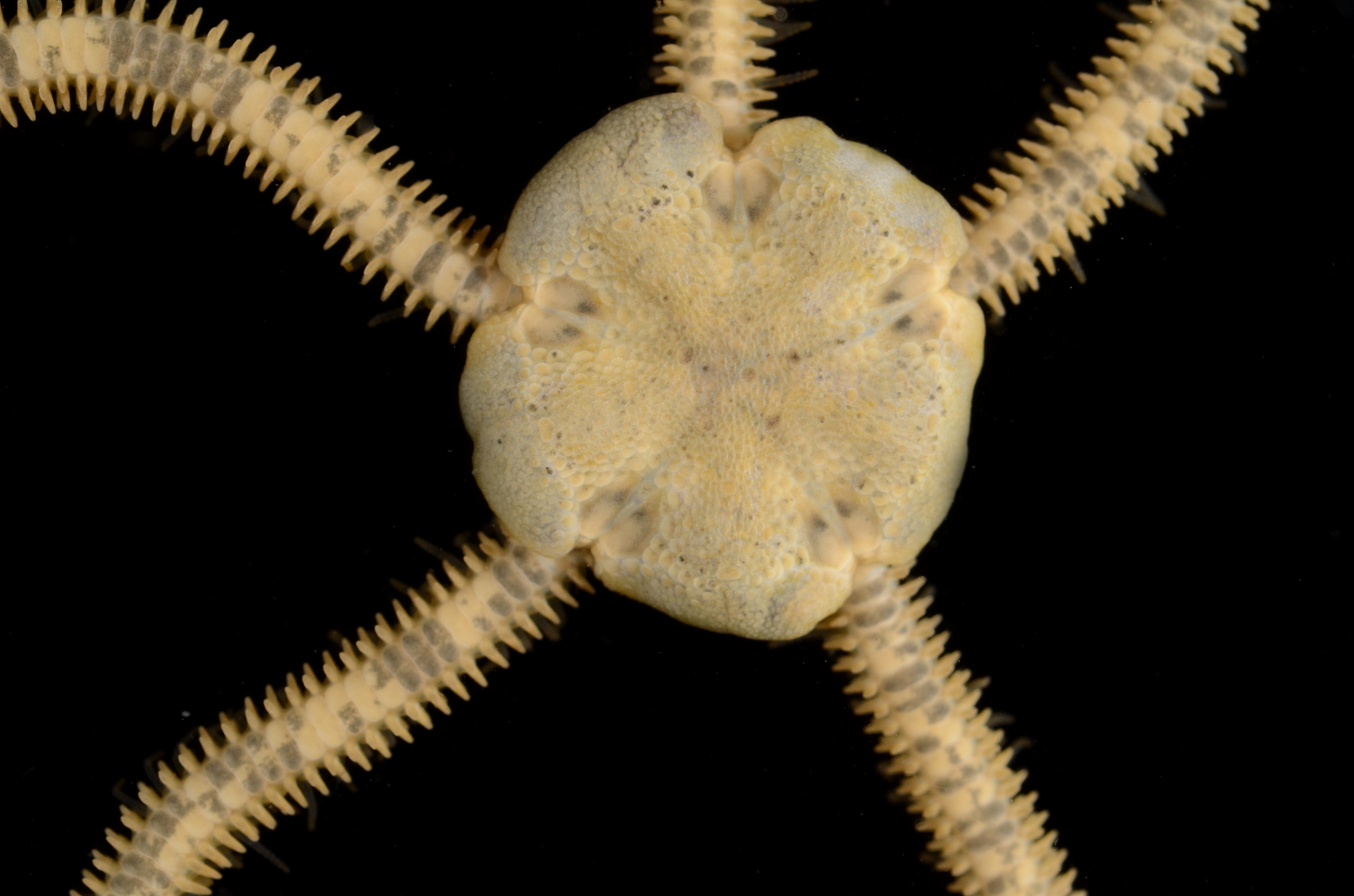 Amphiodia occidentalis
