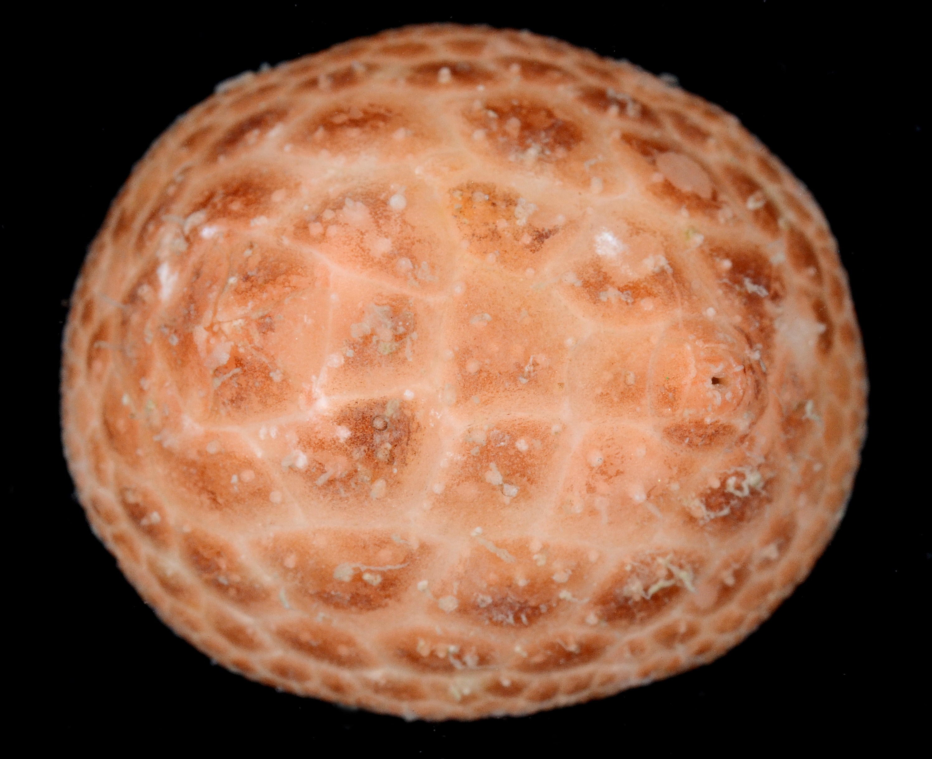 Psolus tuberculosus