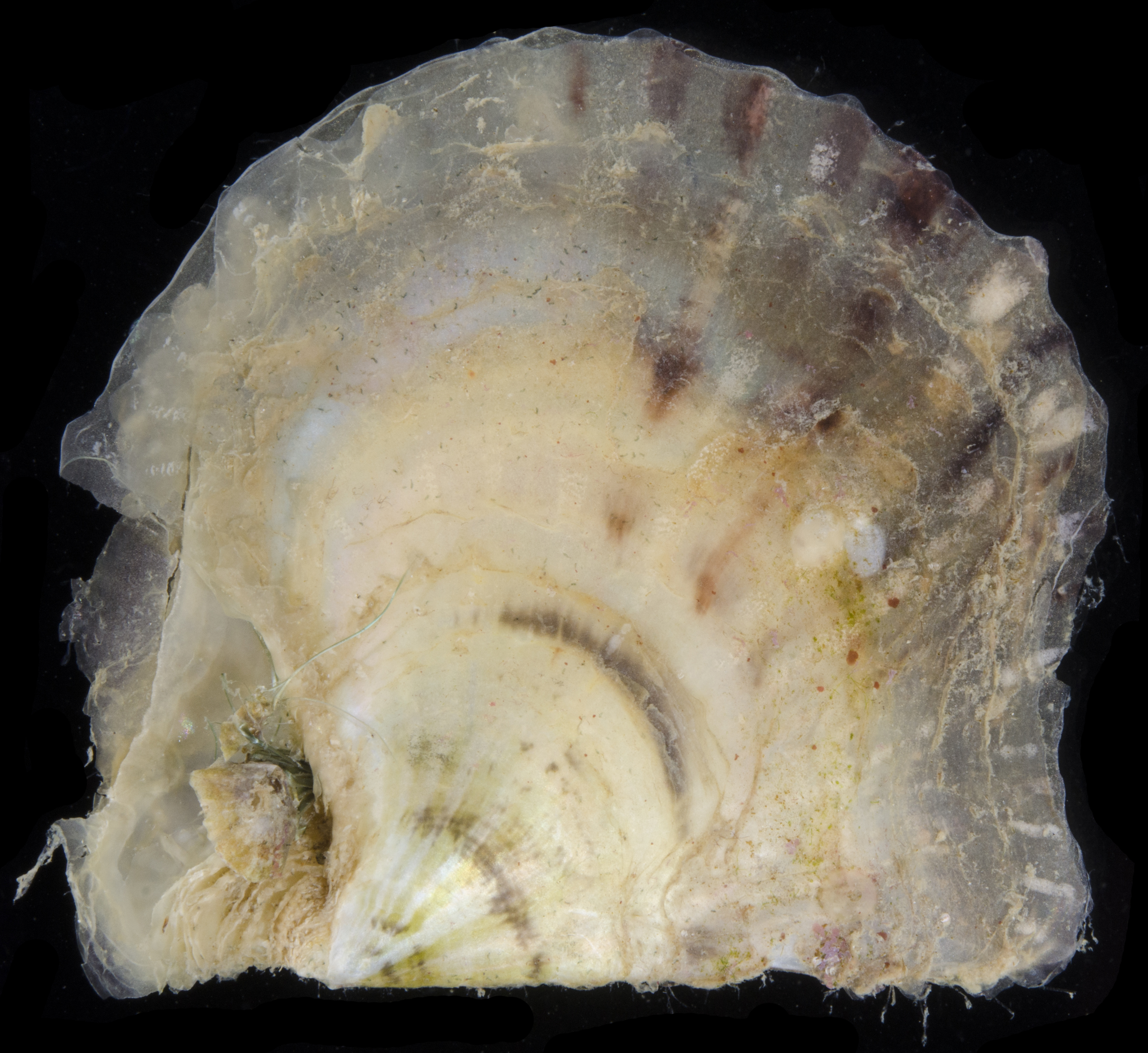 Pinctada albina