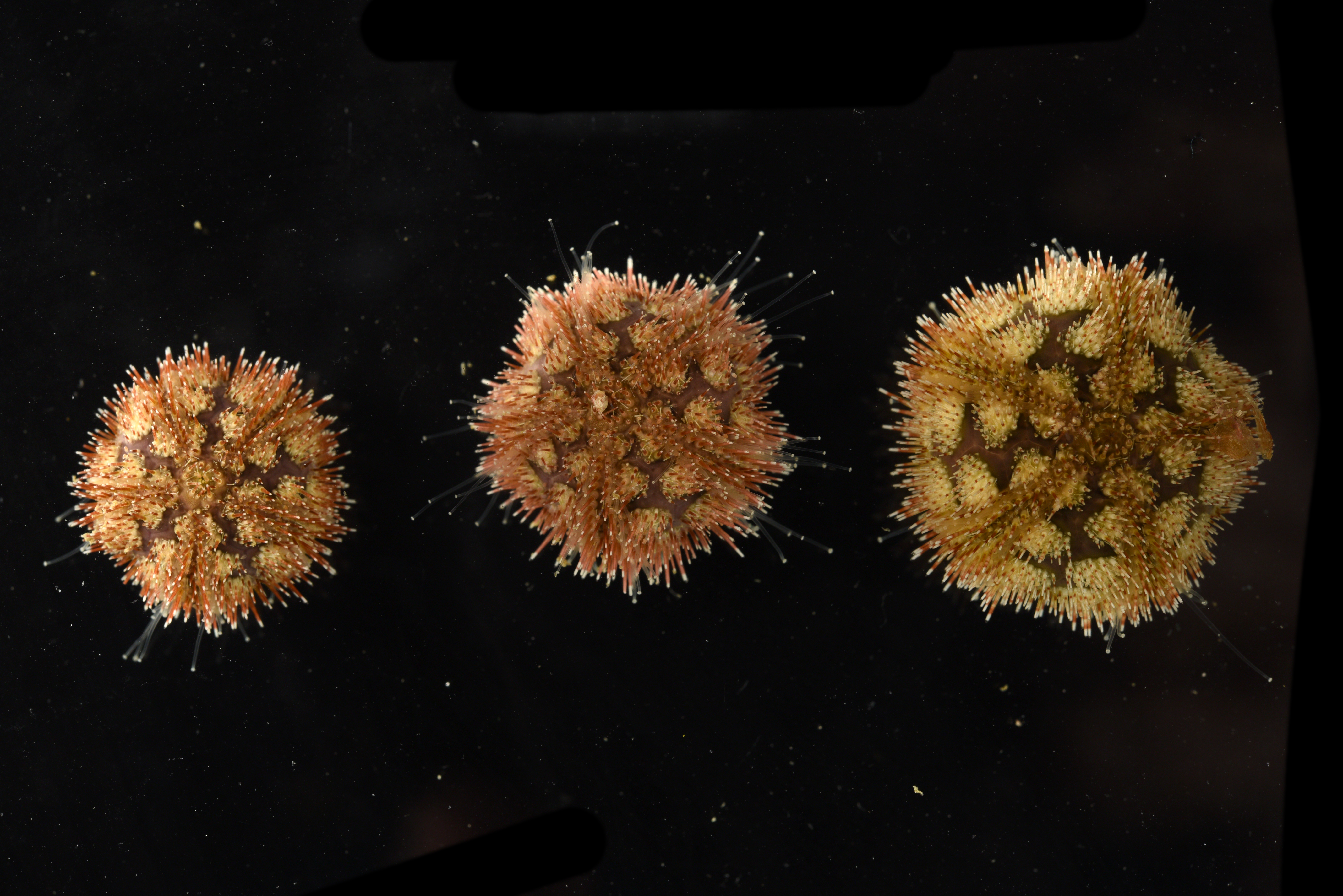 日本全国送料無料商品 特集 Microcyphus rousseaui ウニ殻 小