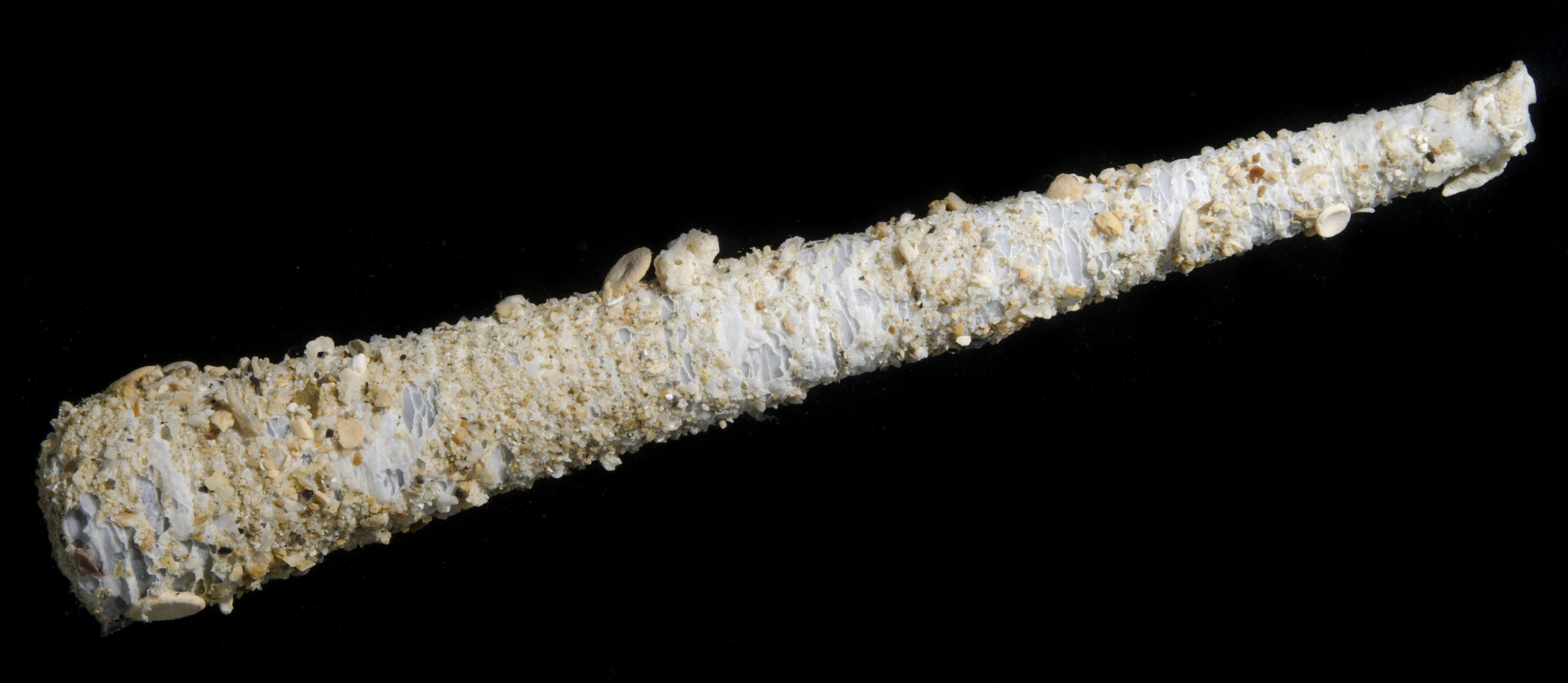 Clavagellidae thumbnail