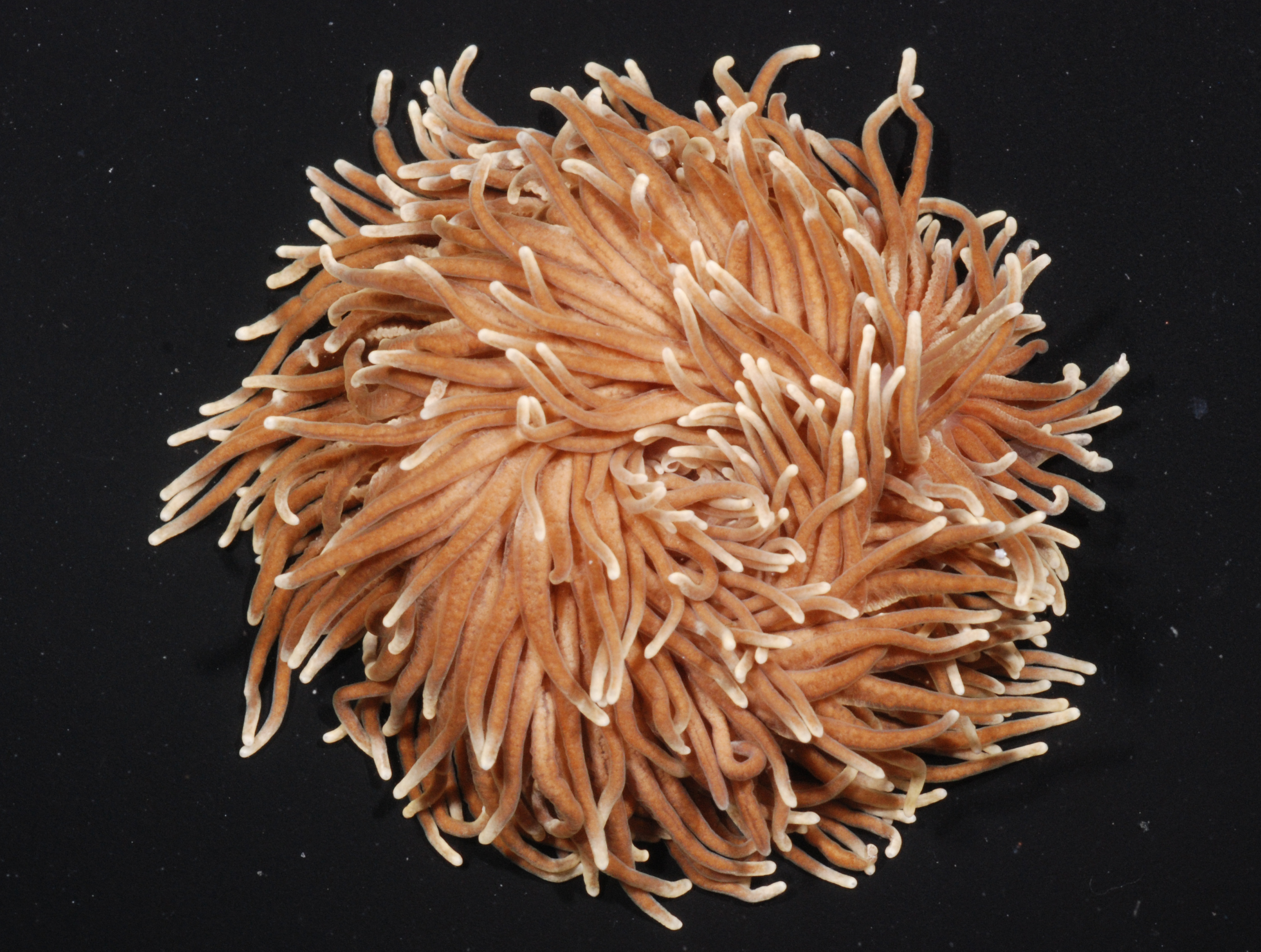Phestilla