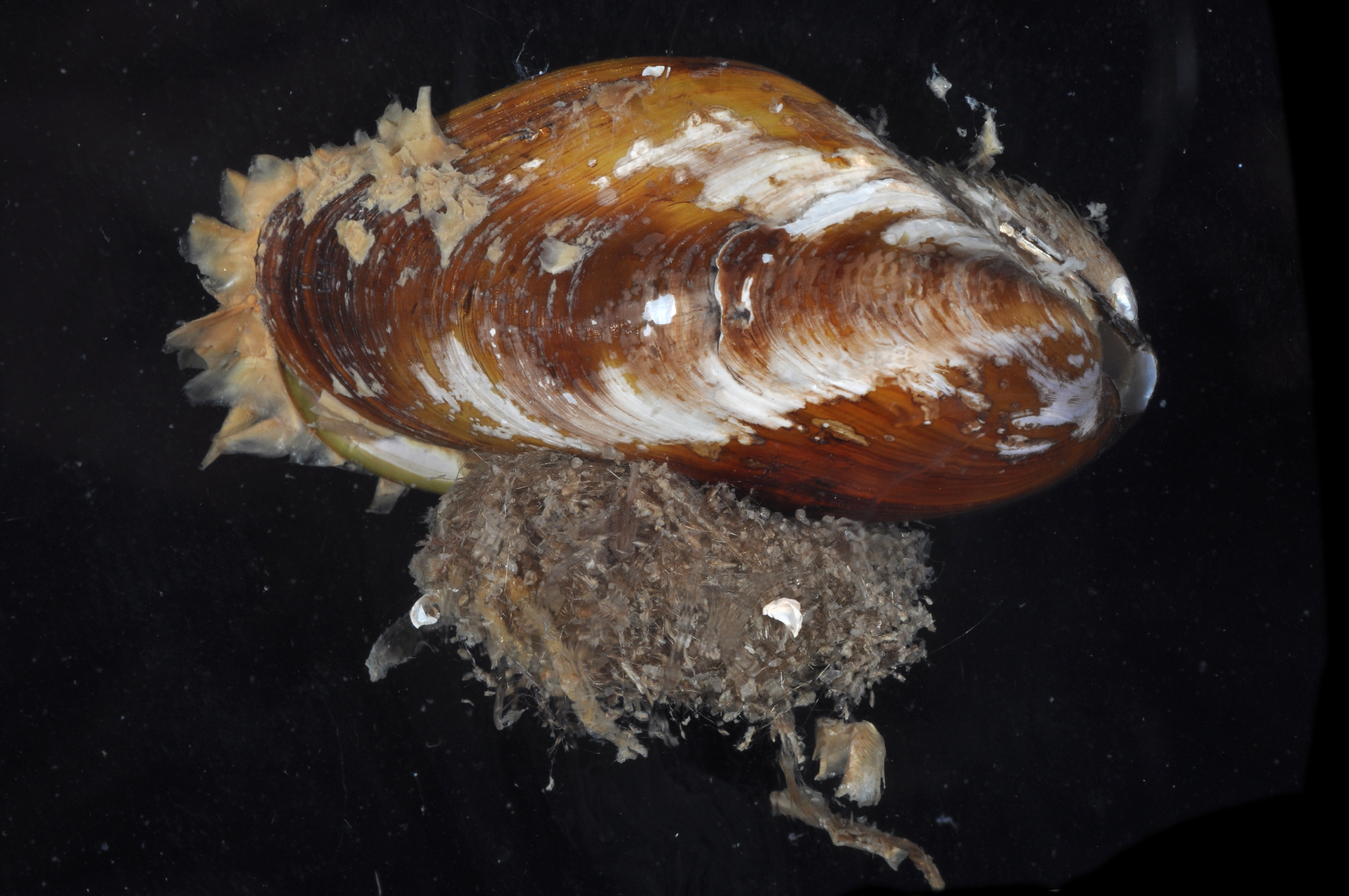 Modiolus americanus