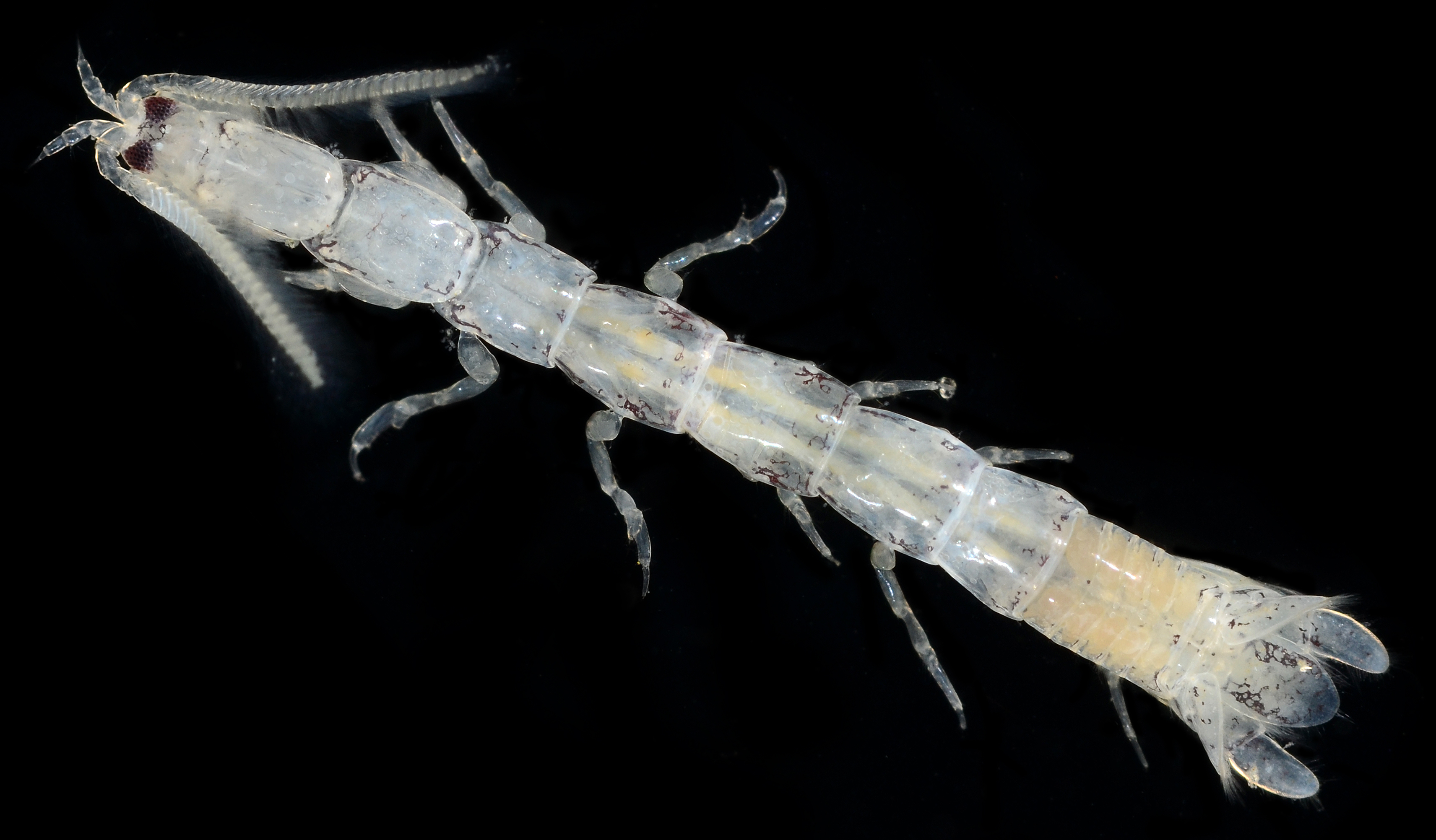 Anthuridae image
