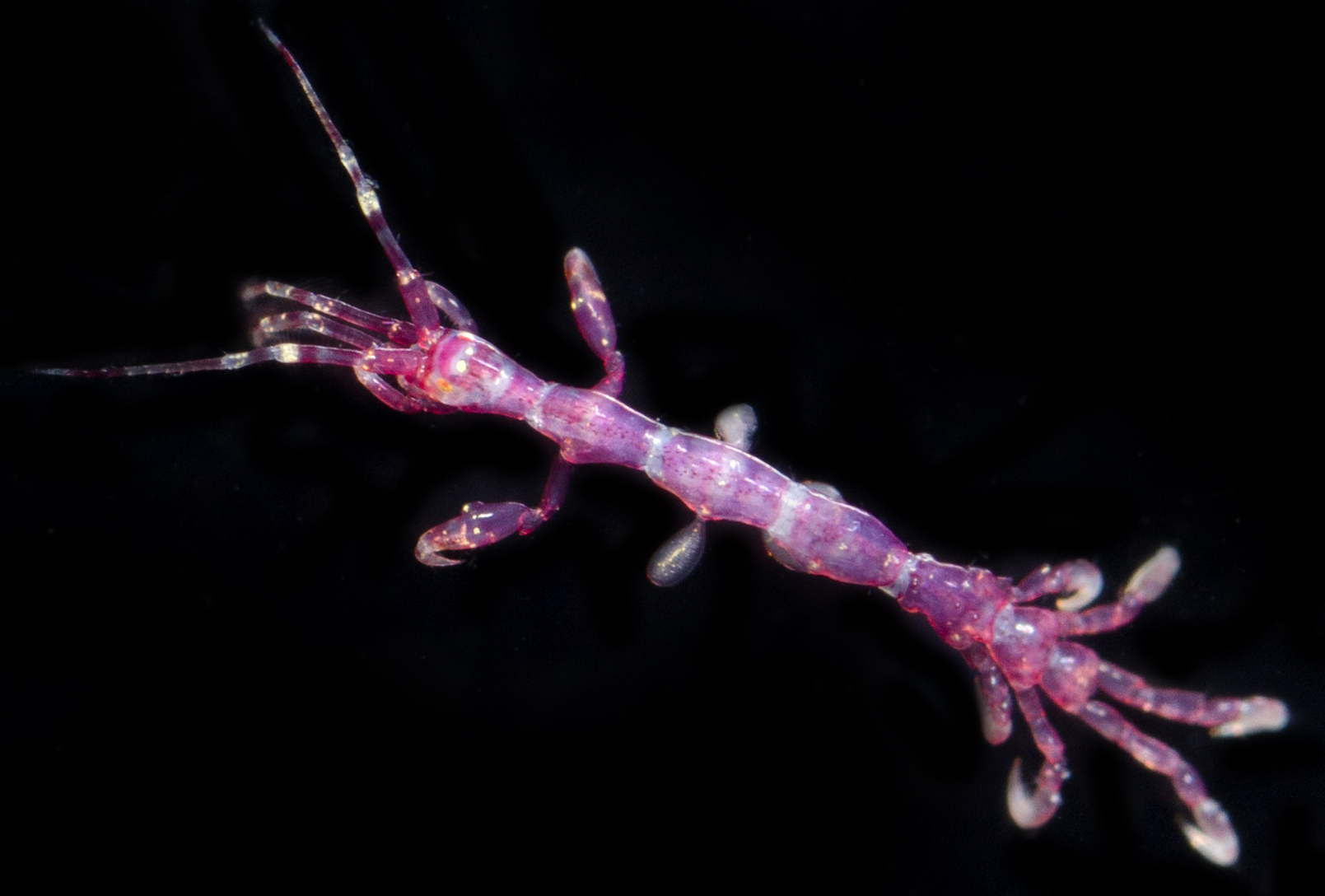 Caprella ferrea
