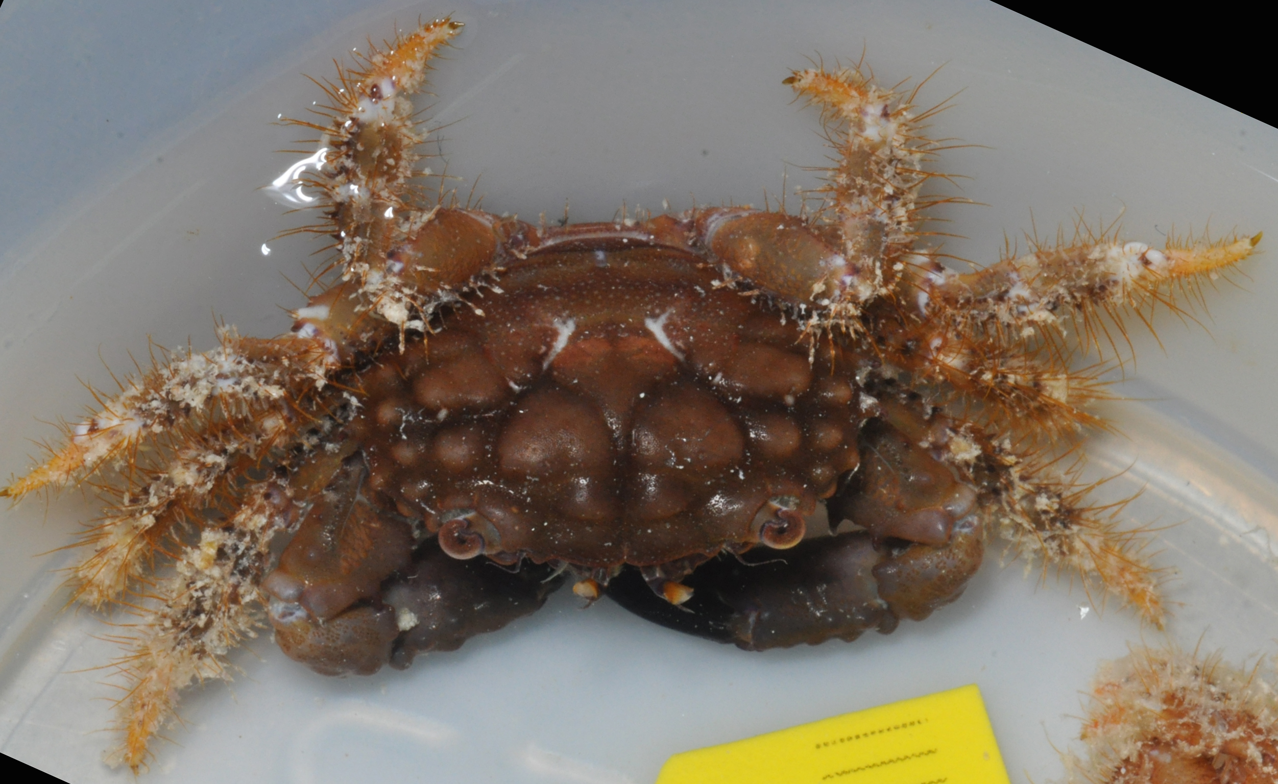 Cyclodius nitidus image