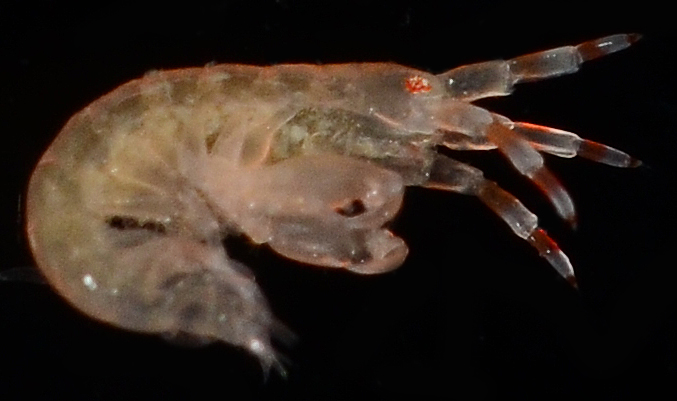 Colomastigidae image