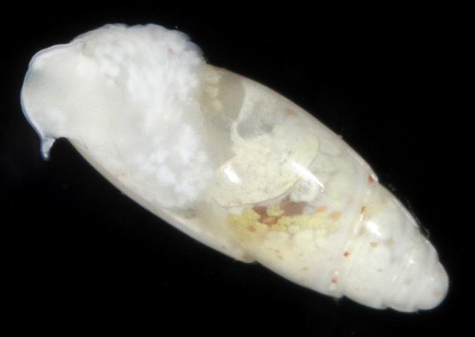 Olivella acteocina thumbnail
