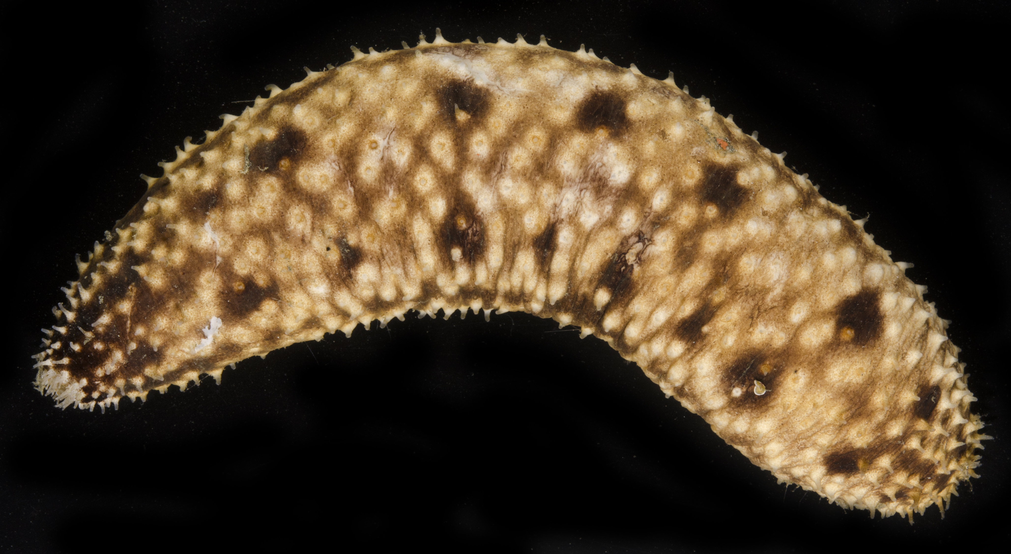 Holothuria notabilis image