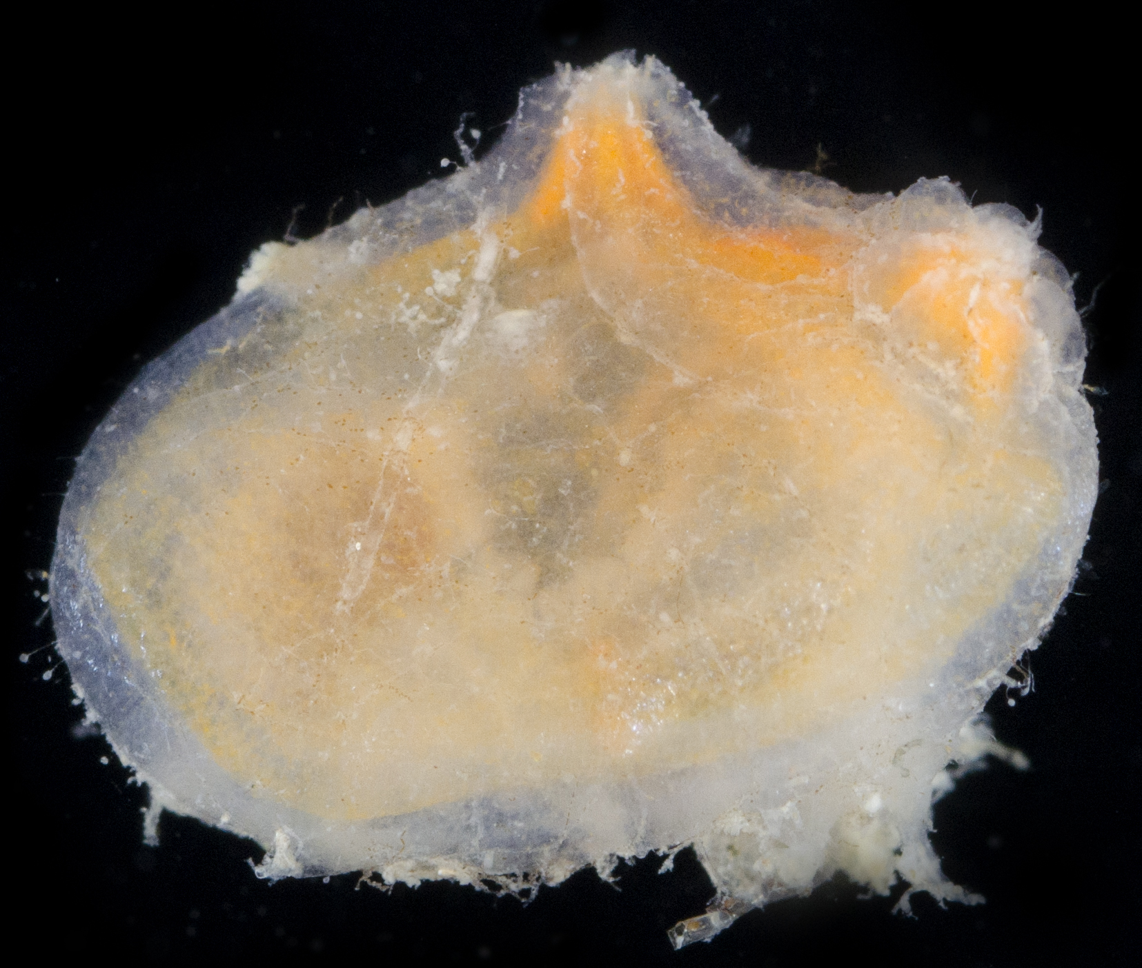 Ascidiidae image