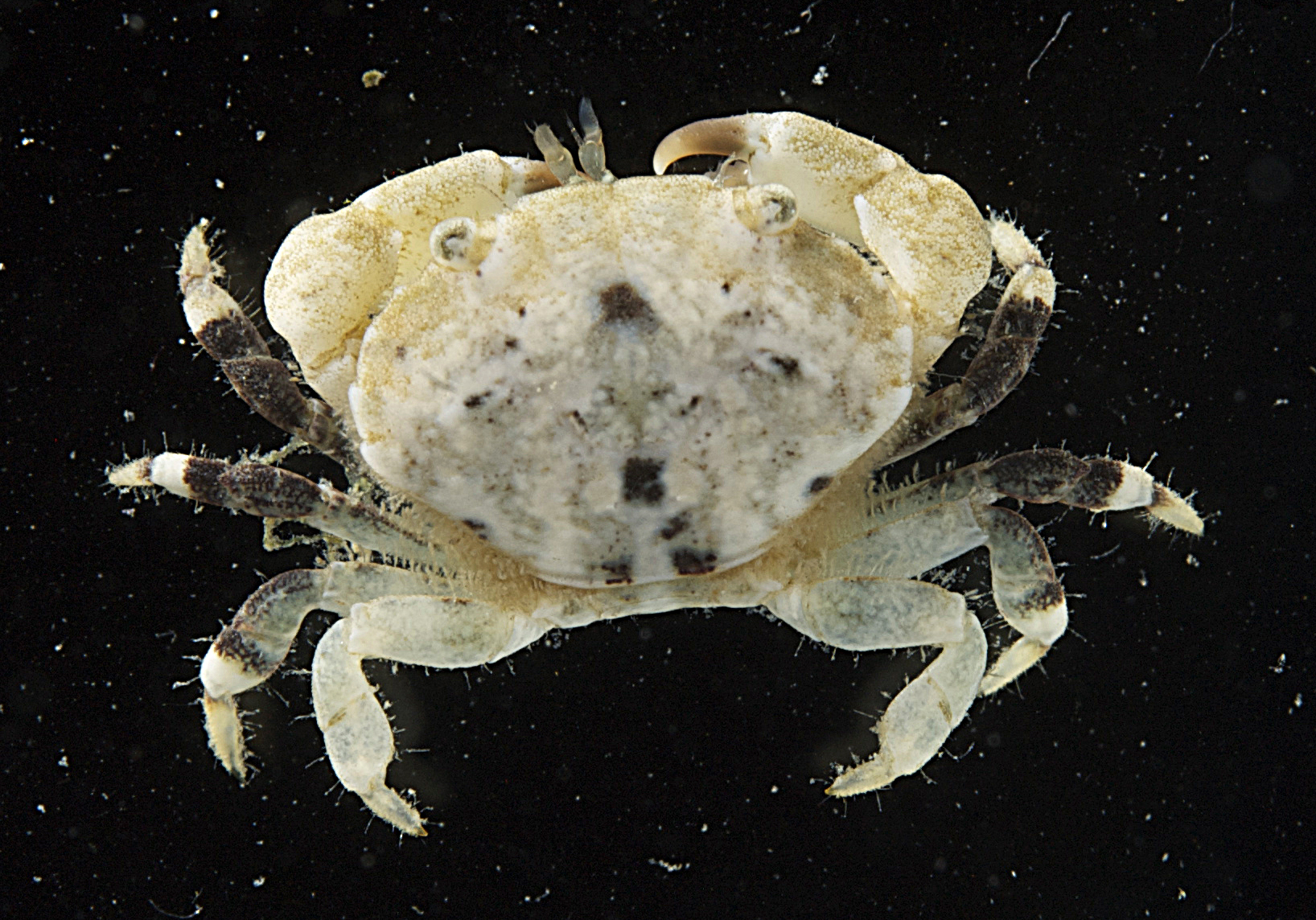 Eriphioidea