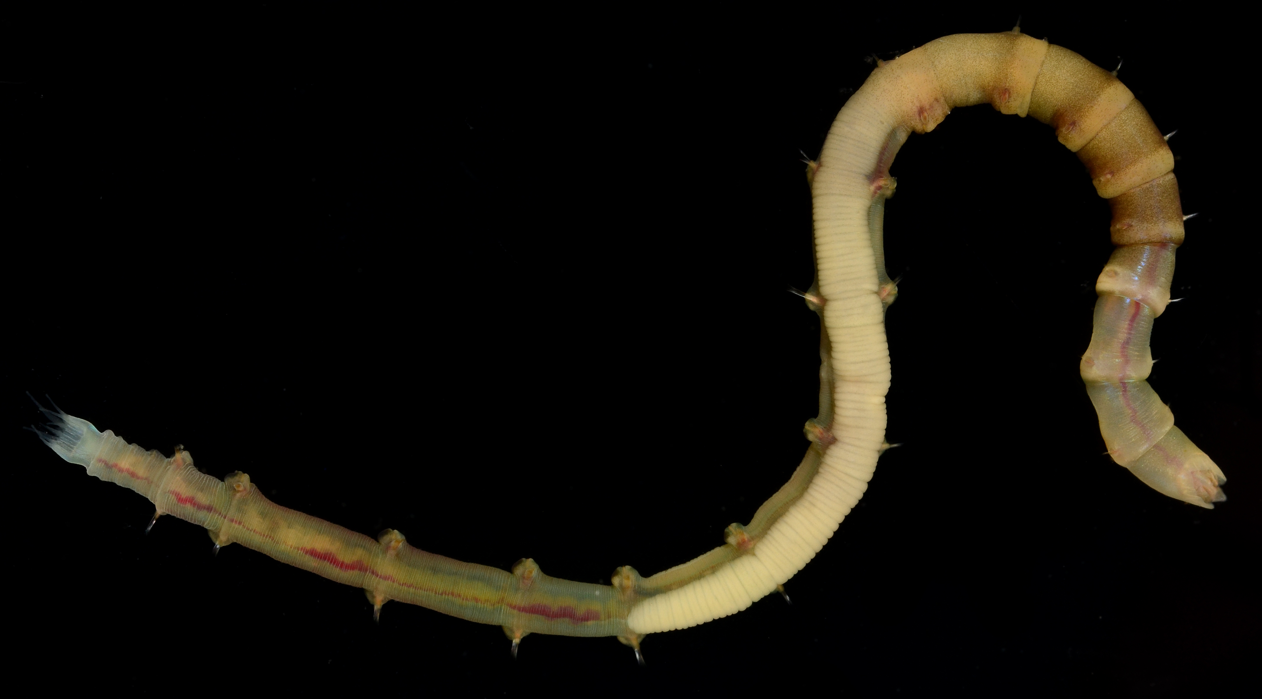 Clymenella mucosa image