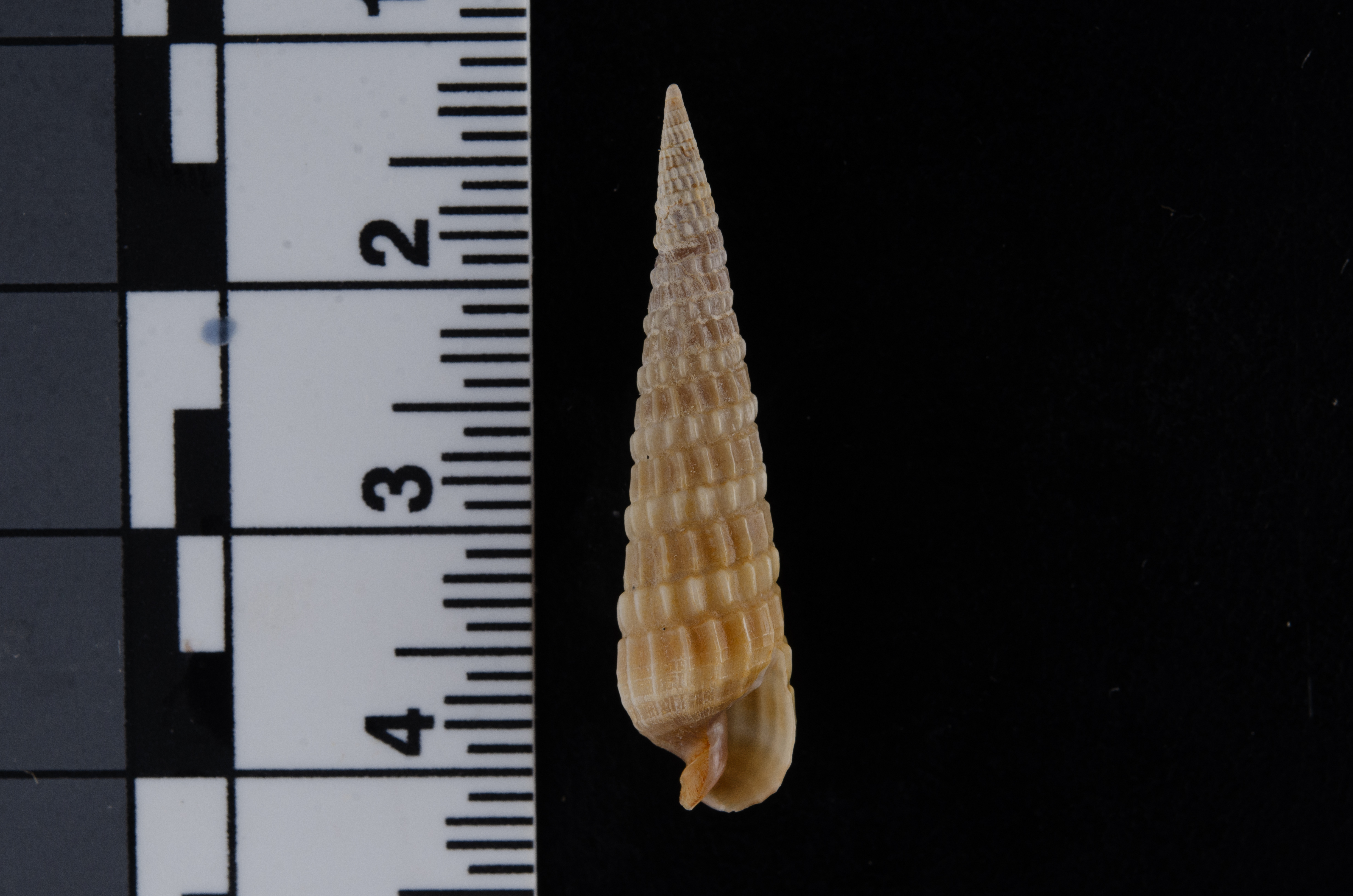 Terebra dislocata thumbnail