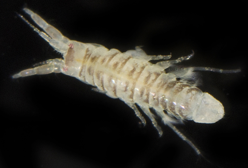 Corophiidae image