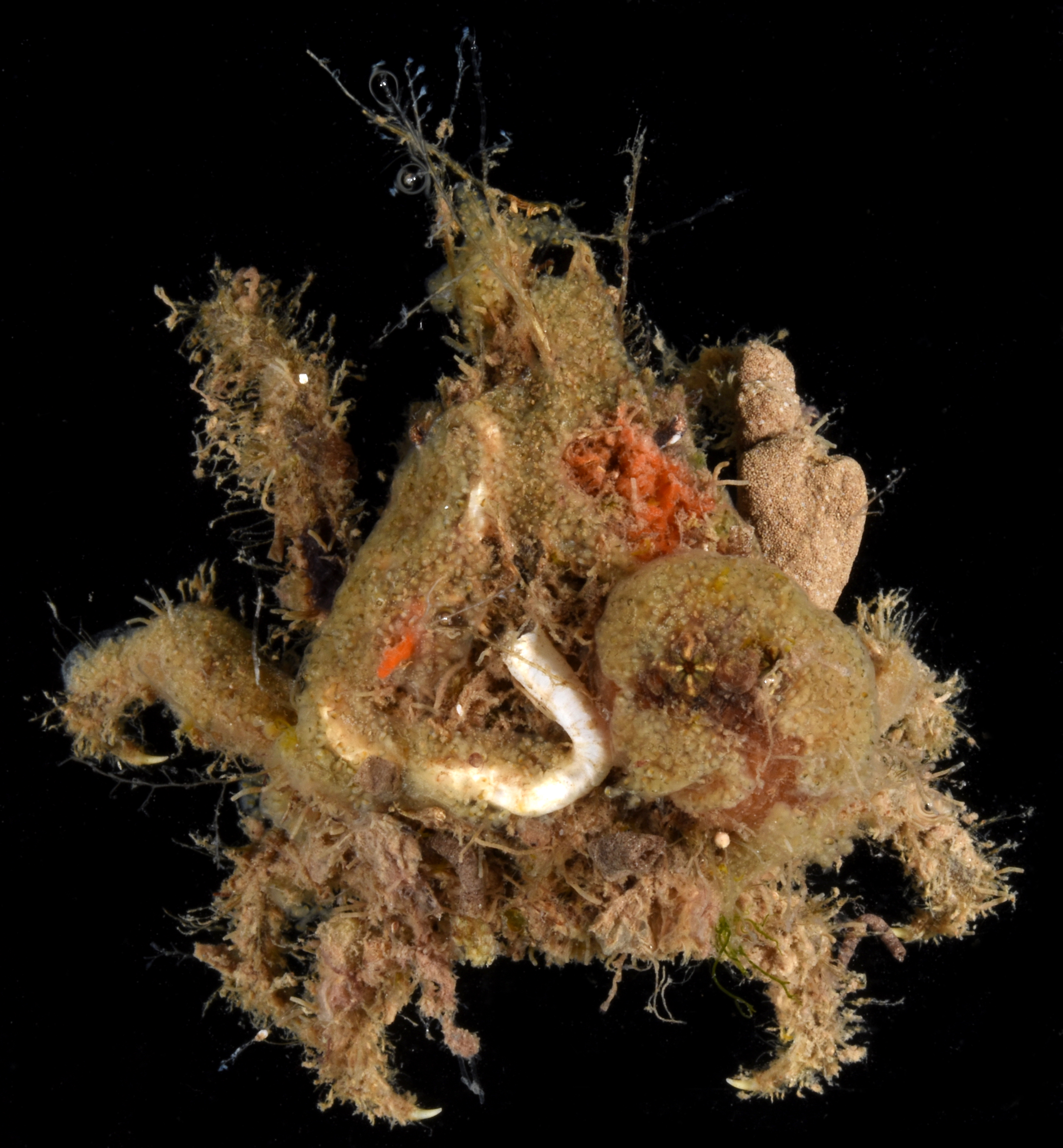 Omalacantha bicornuta image