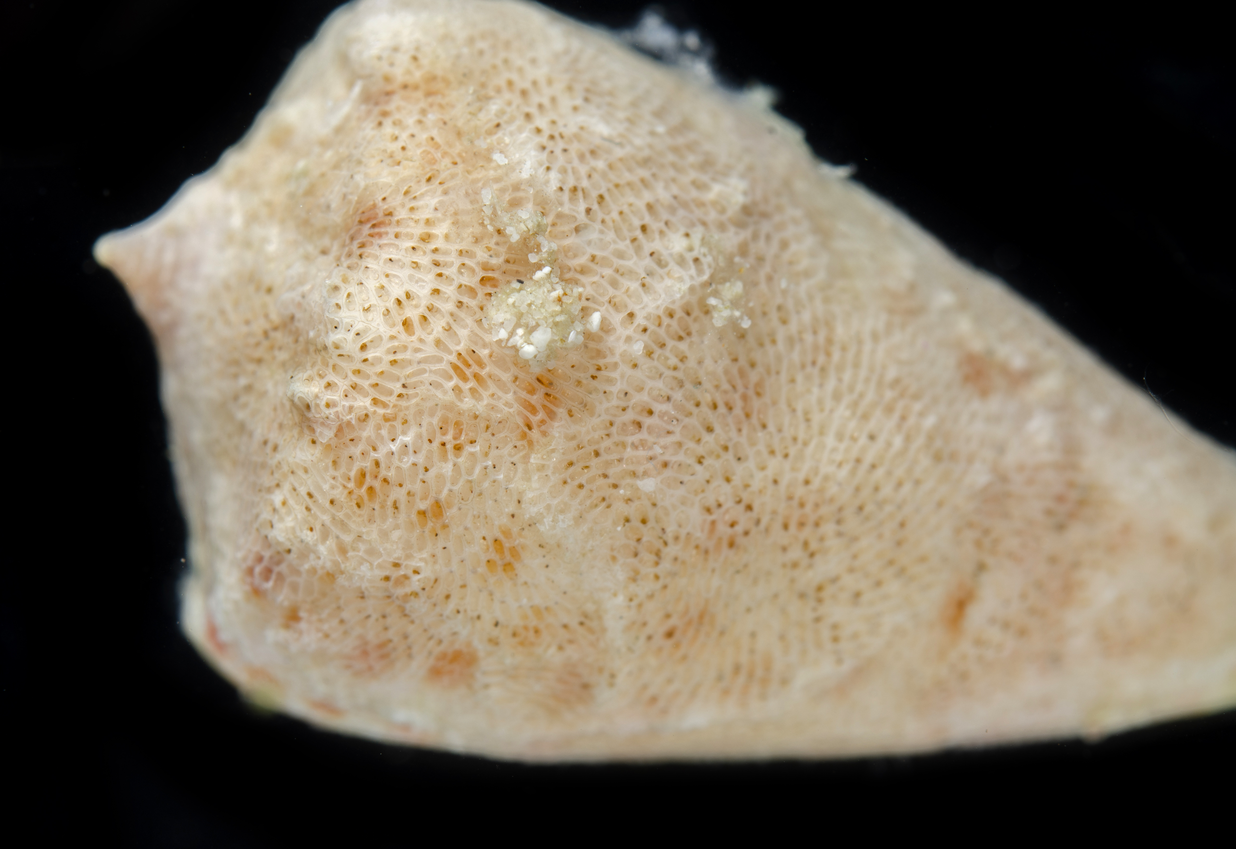 Conus tessulatus image