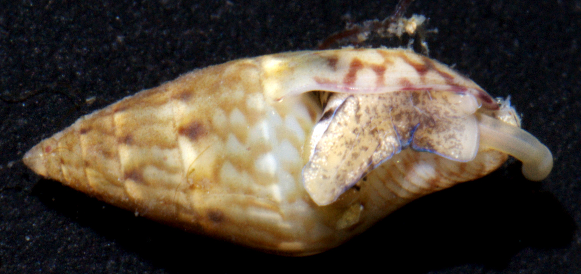 Costoanachis floridana thumbnail