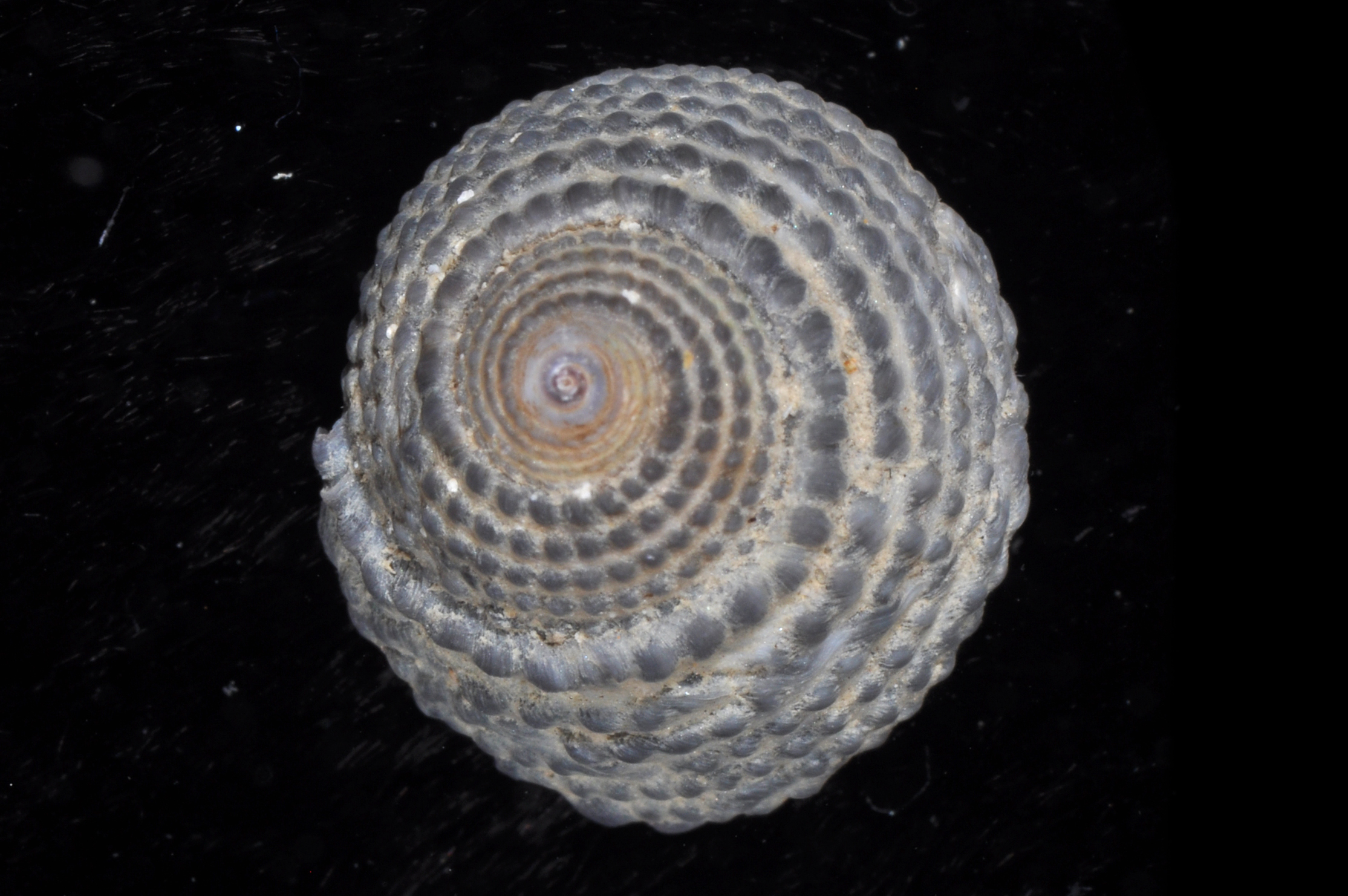 Diloma radula