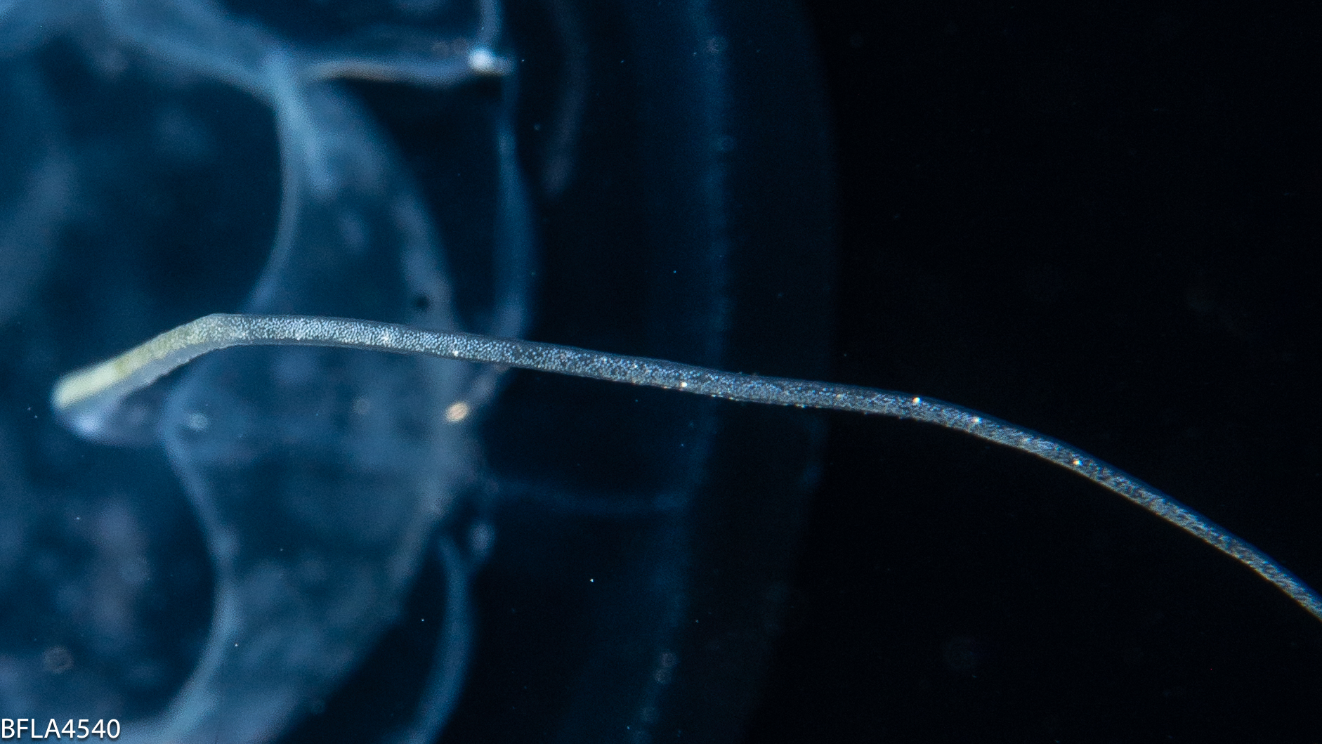 Pseudaegina rhodina