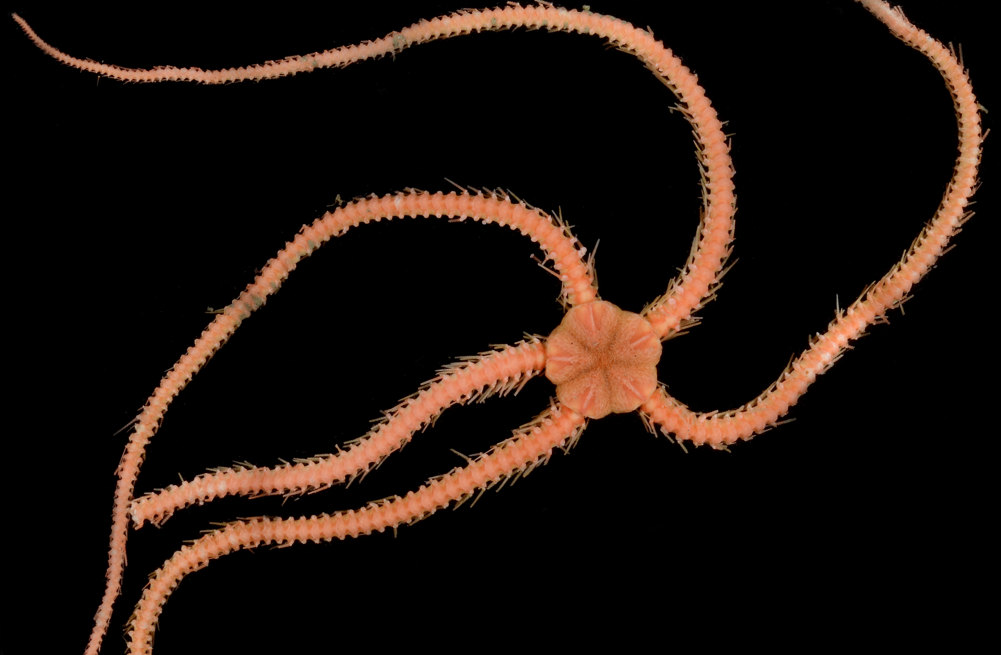 Ophiocamacidae image