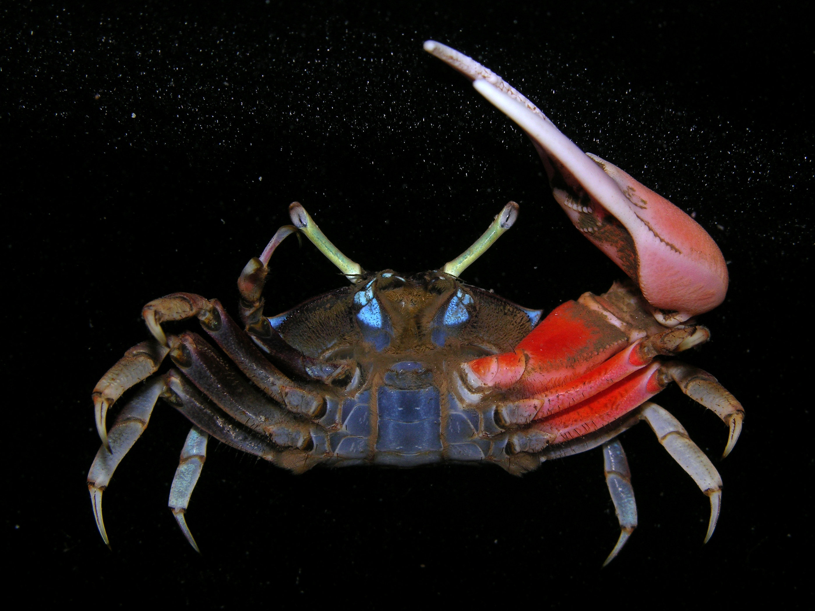Paraleptuca crassipes image