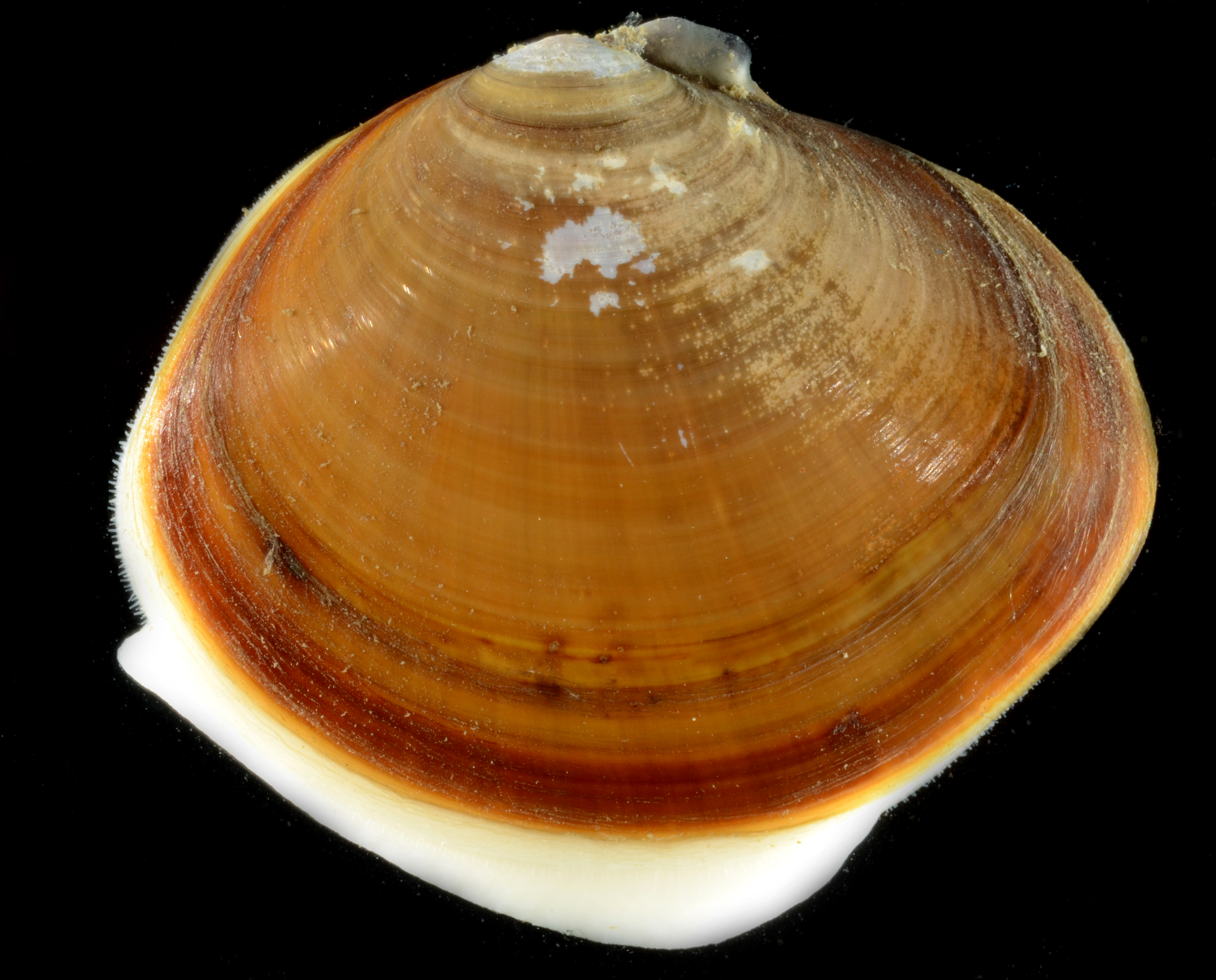 Nuttallia obscurata thumbnail