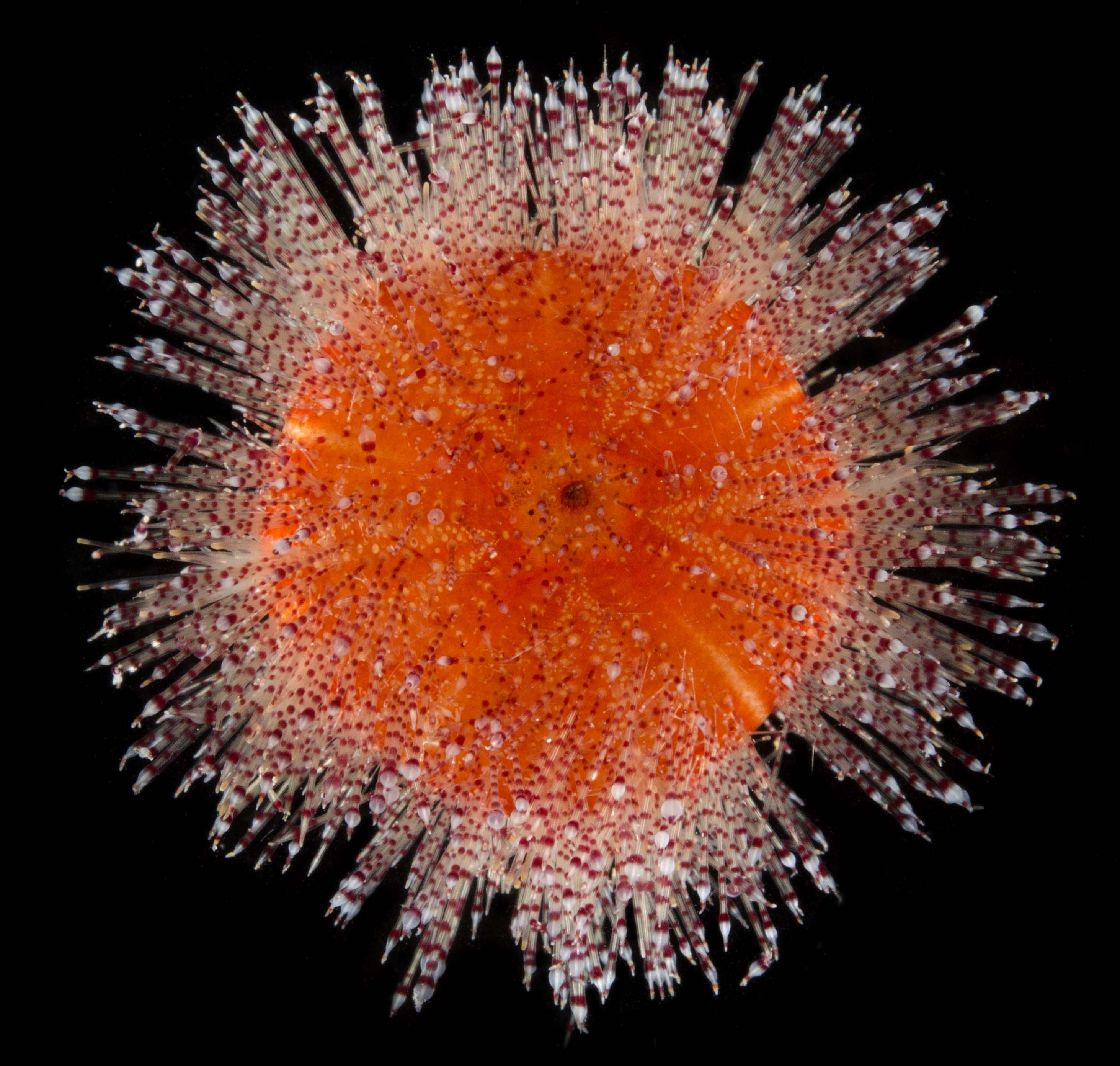 Asthenosoma marisrubri thumbnail