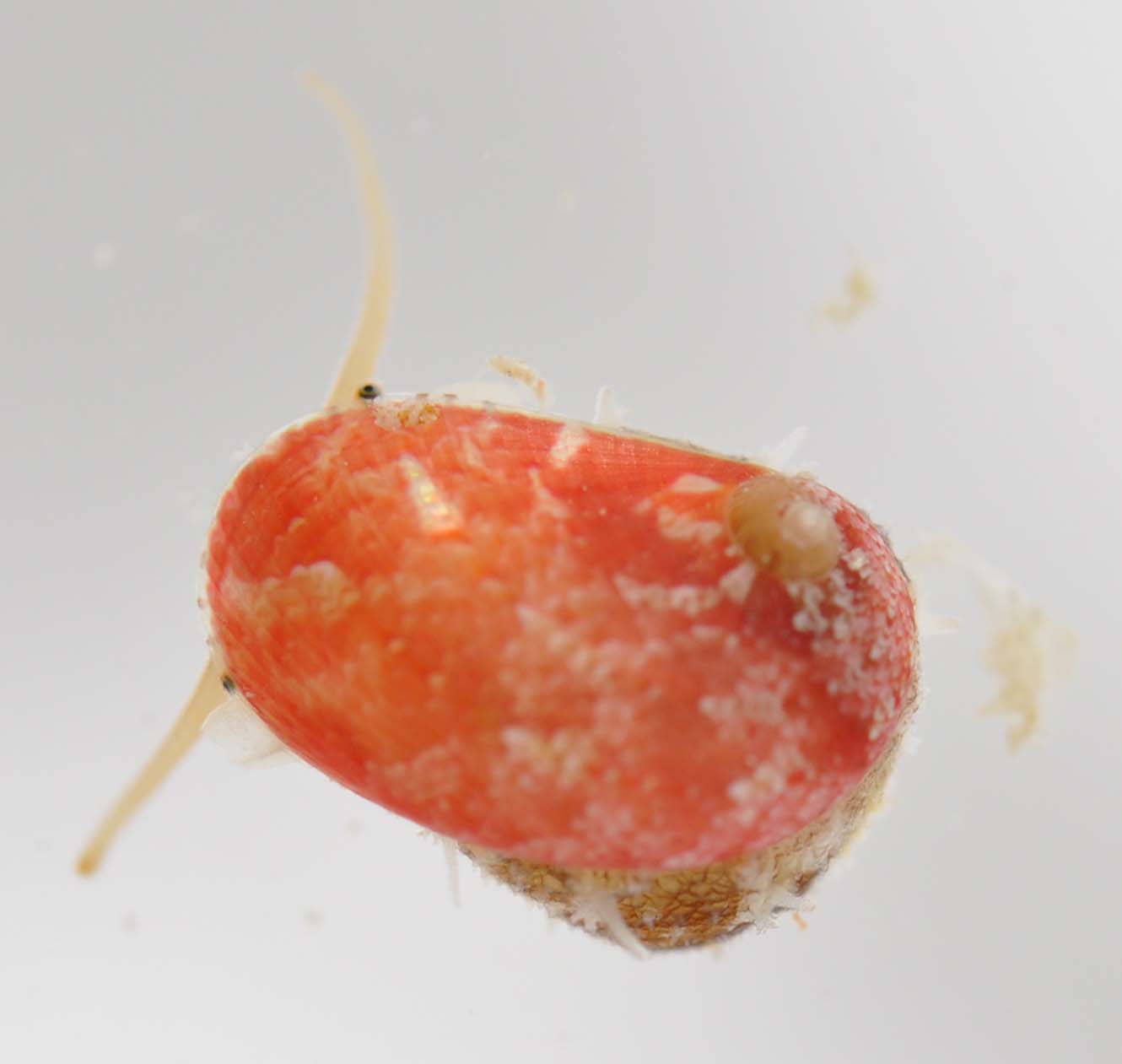 Stomatella impertusa thumbnail