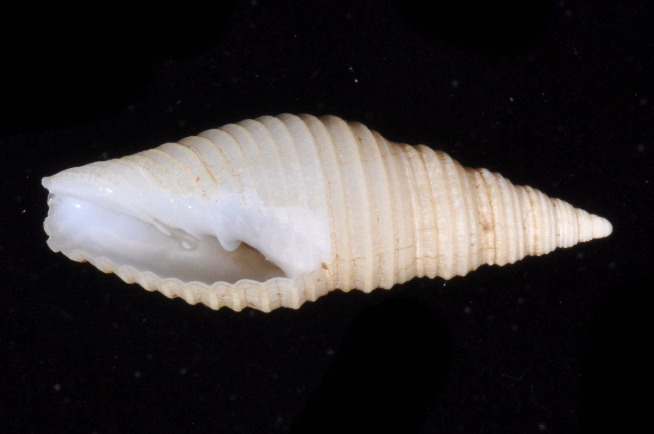Mitra straminea