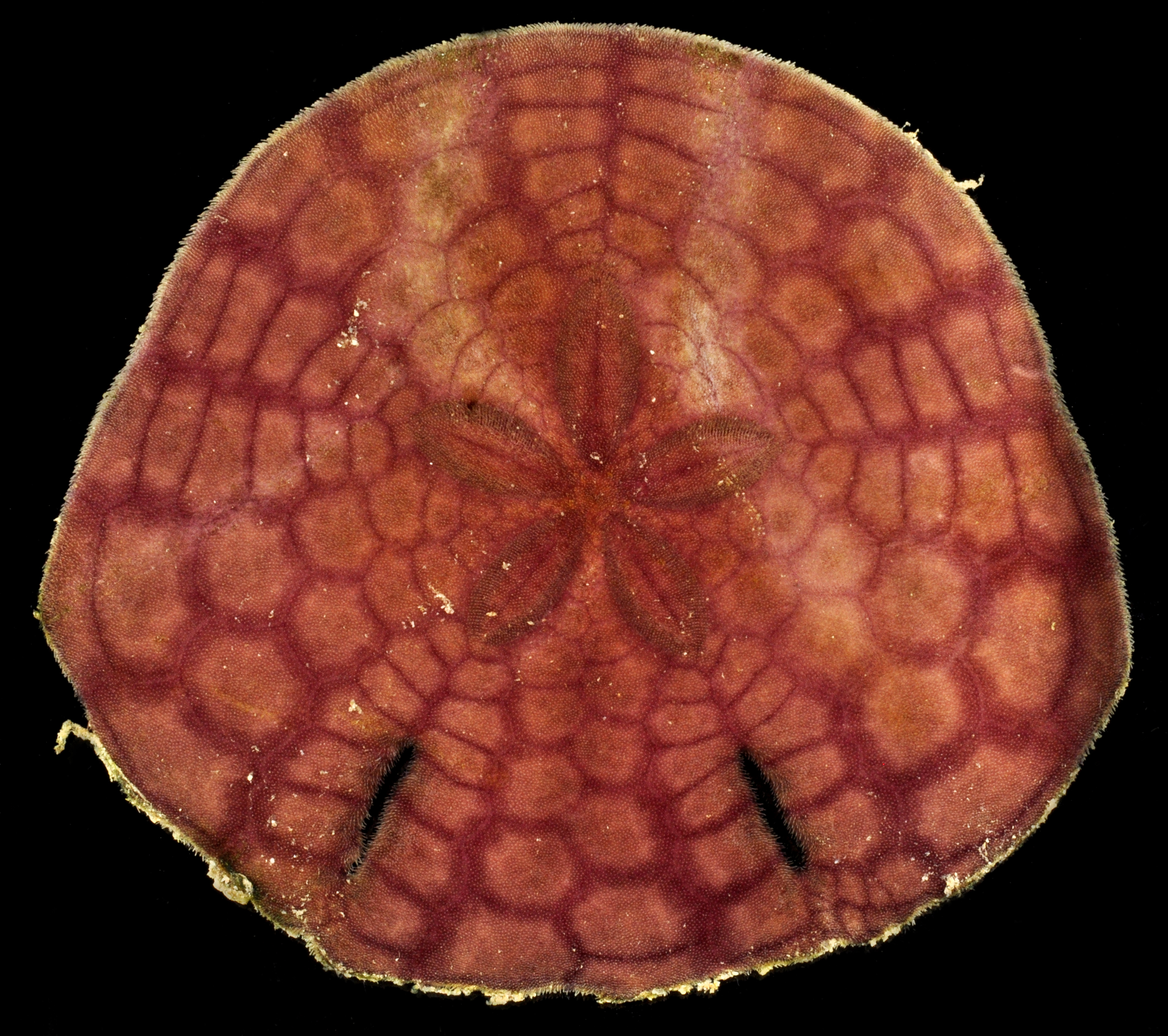 Mellitidae image