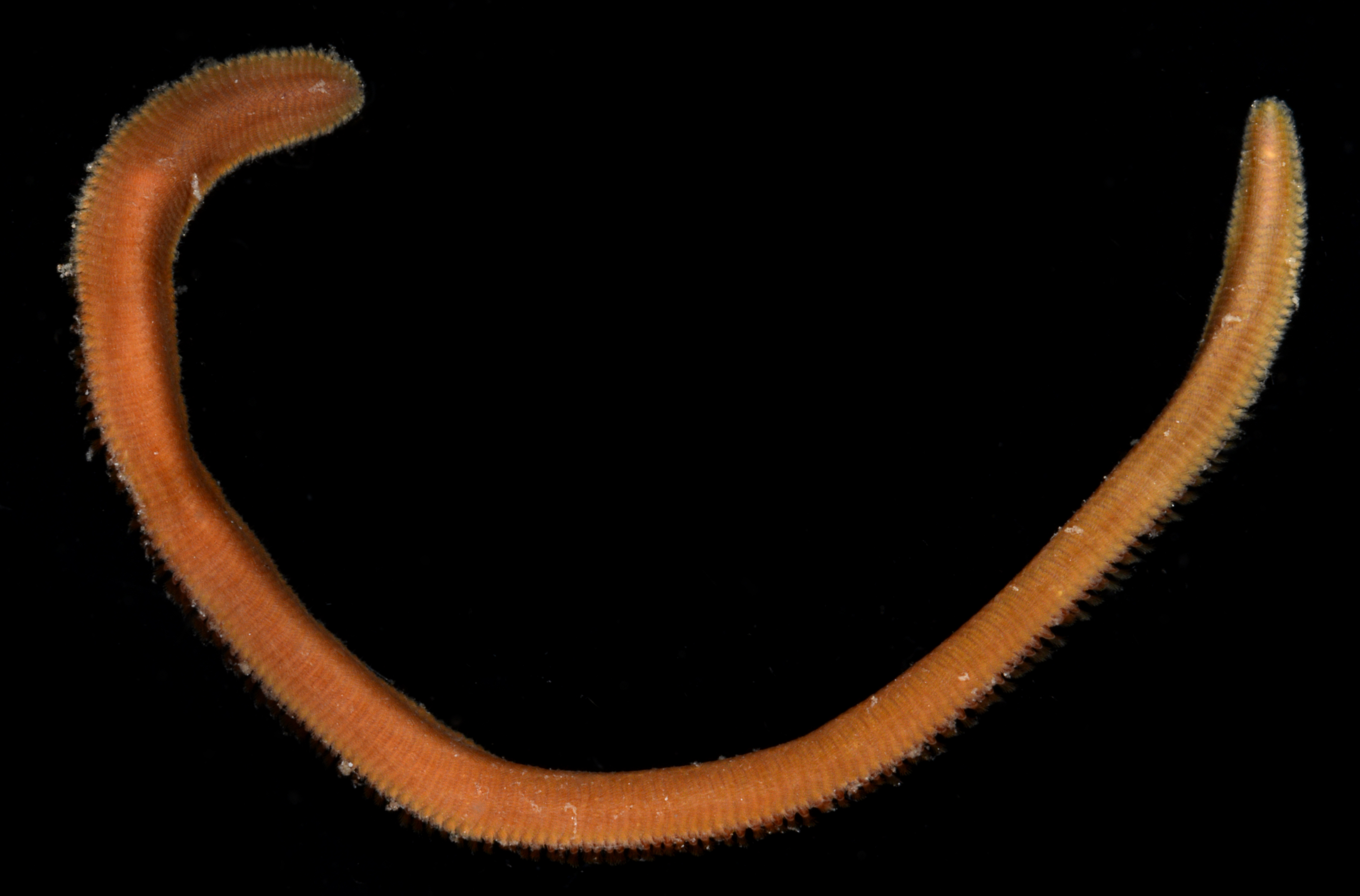 Bhawania goodei