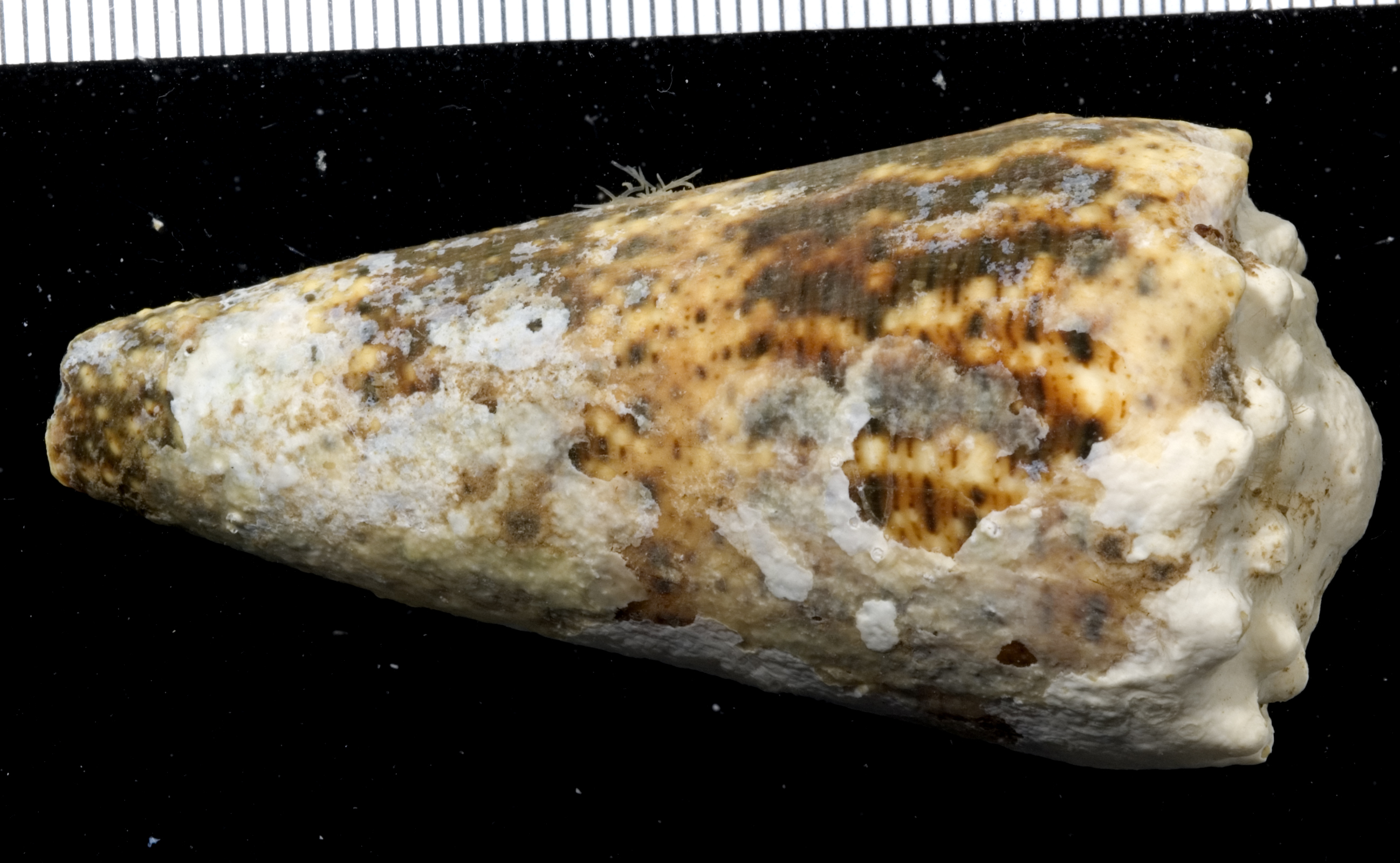 Conus imperialis