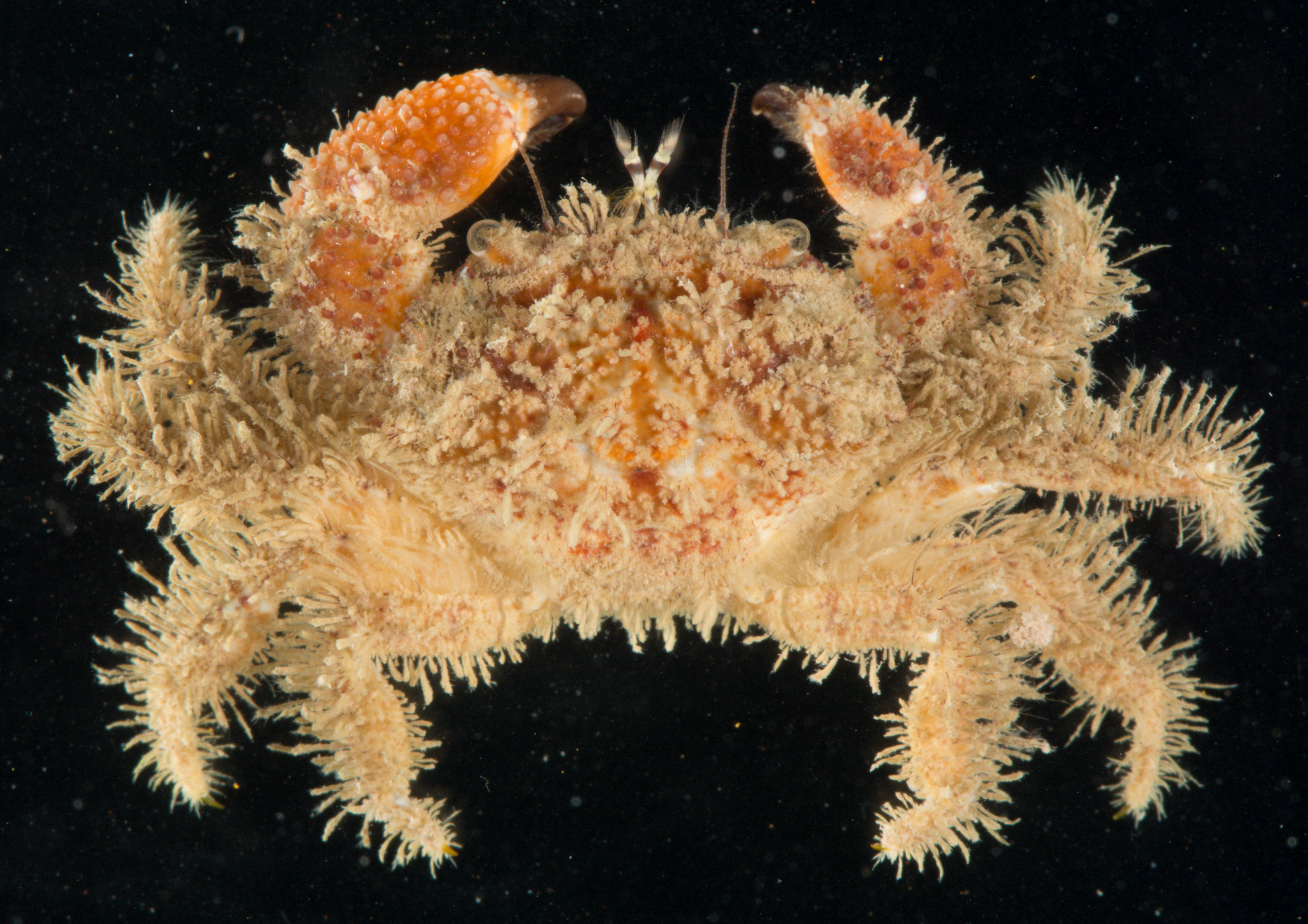 Pilumnus