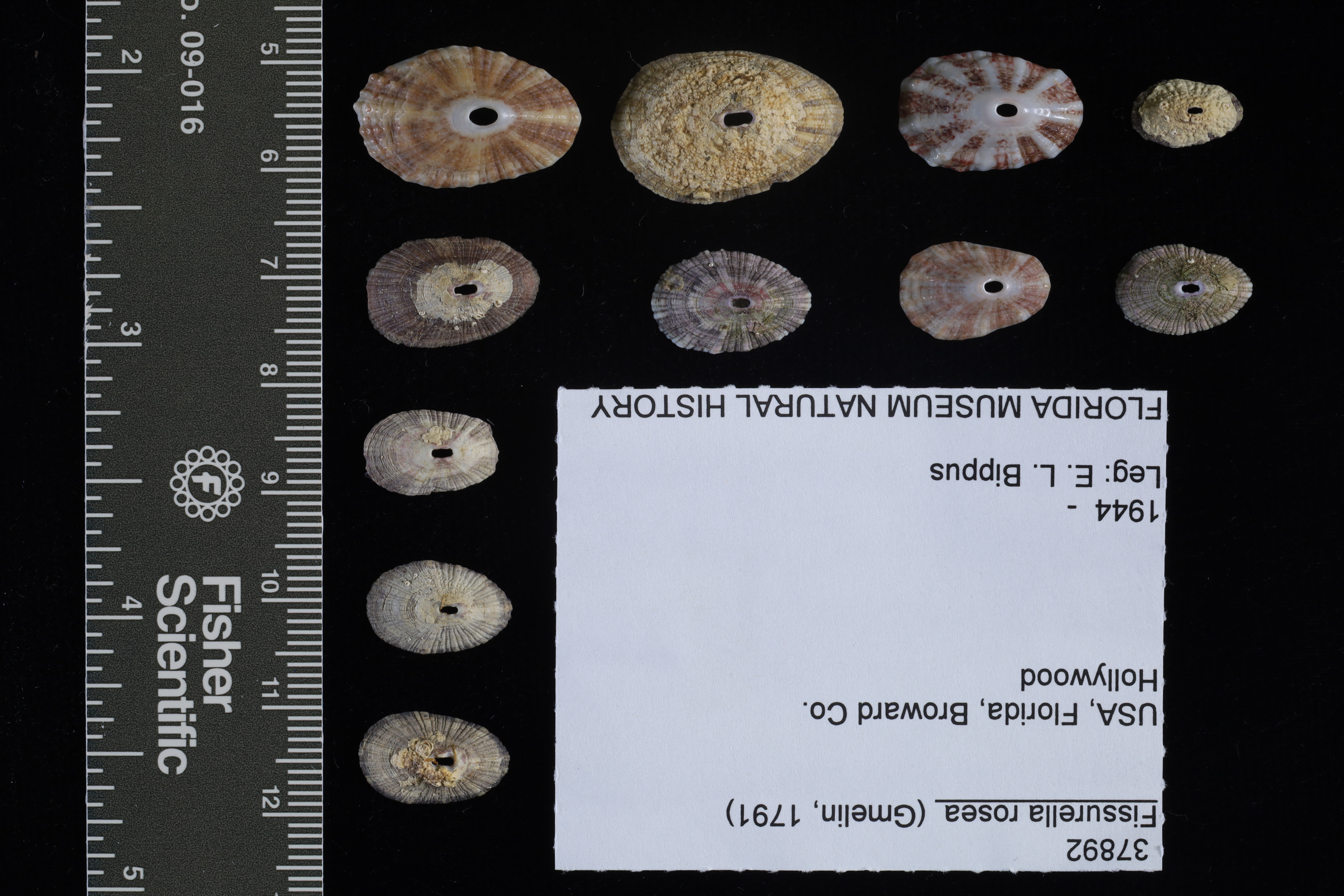 Fissurella rosea thumbnail