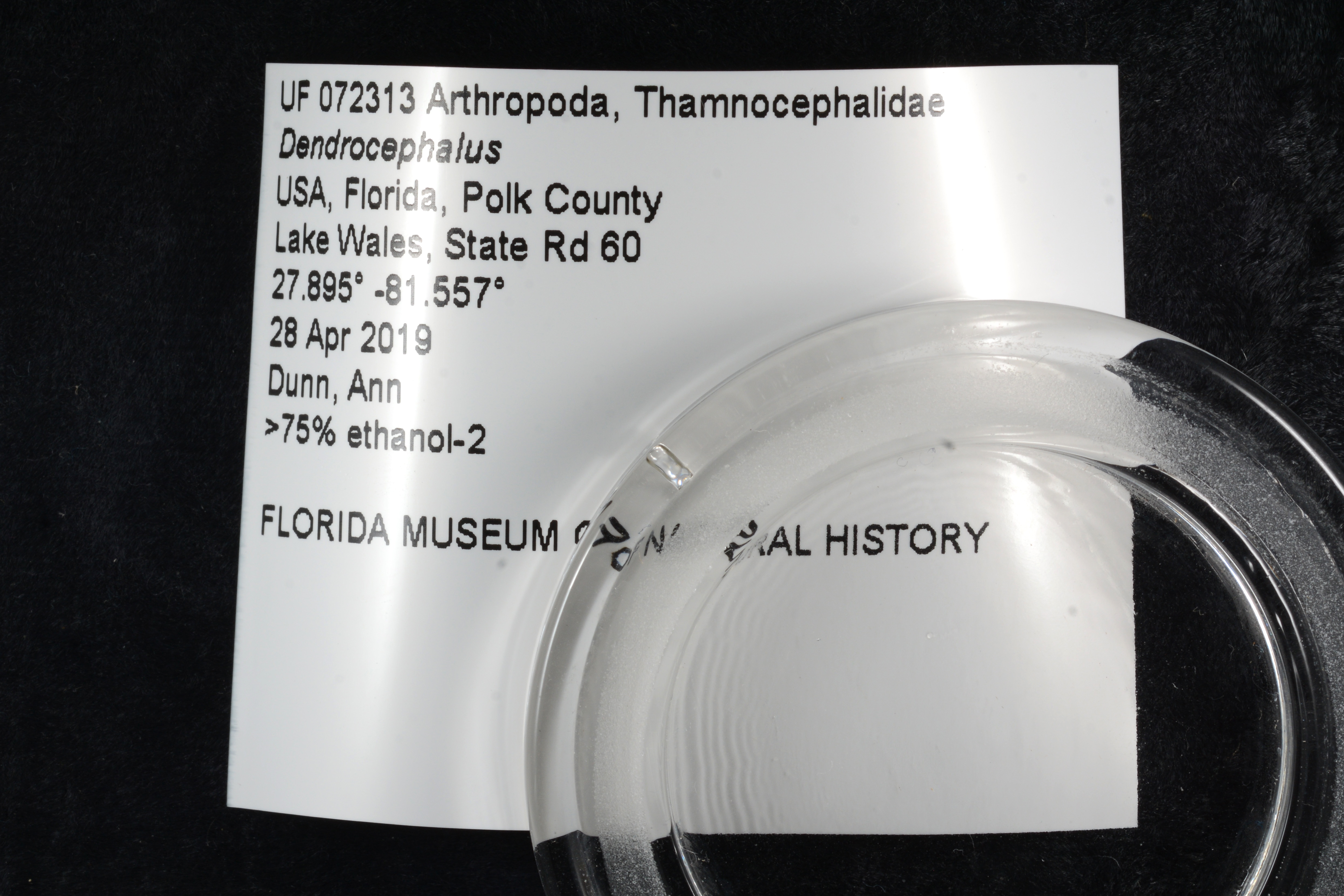 Dendrocephalus