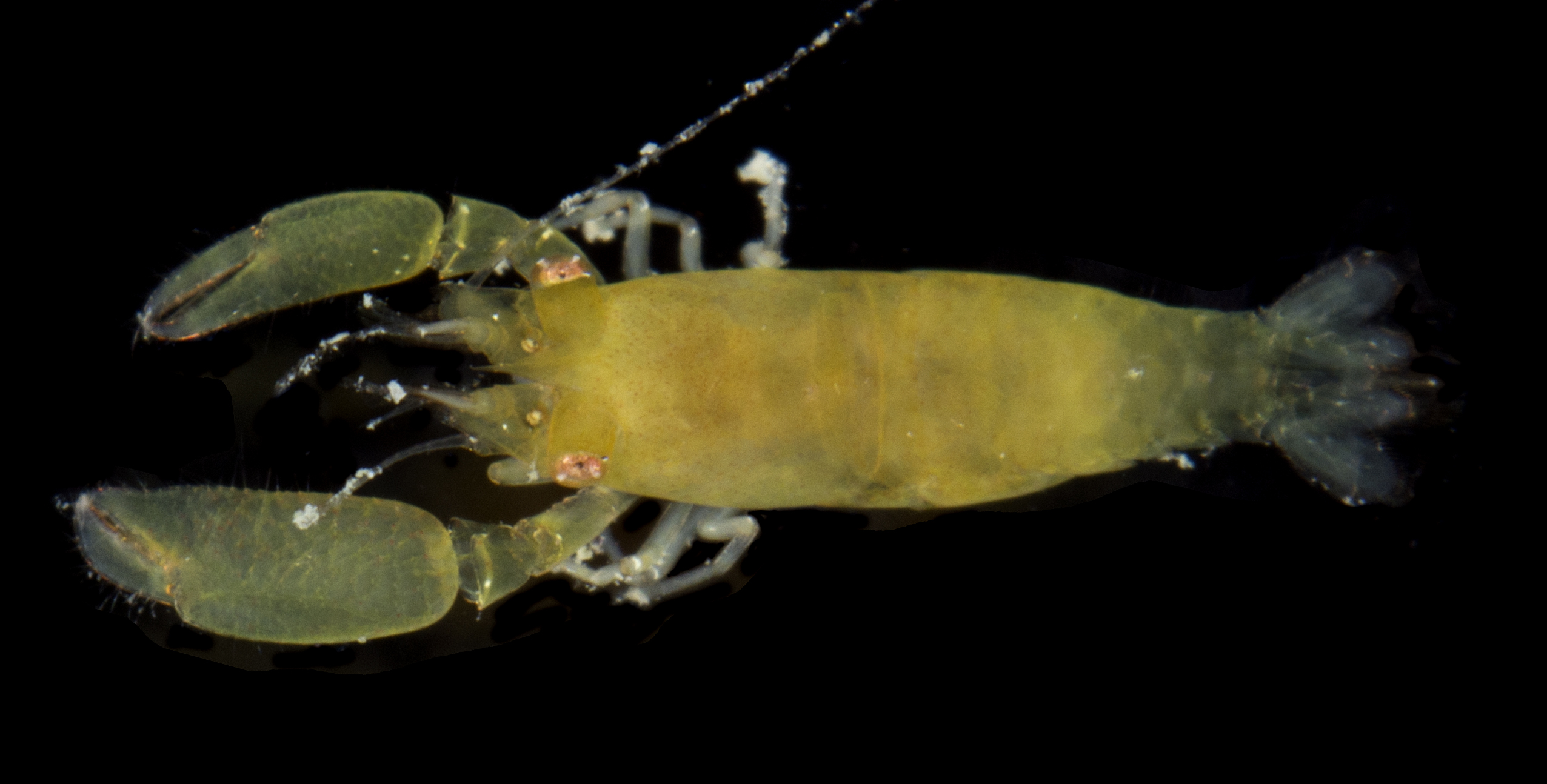 Apopontonia
