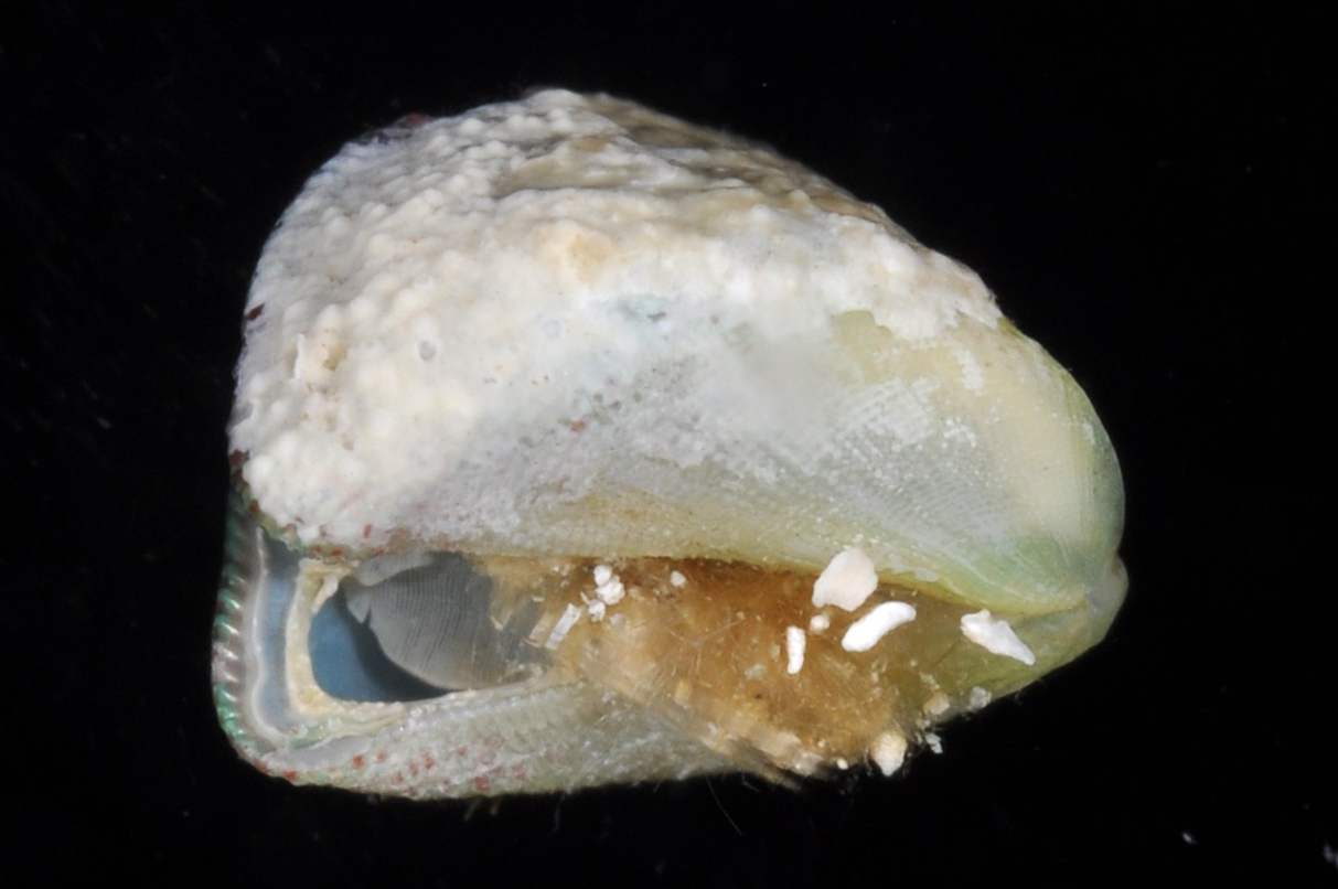 Septifer thumbnail
