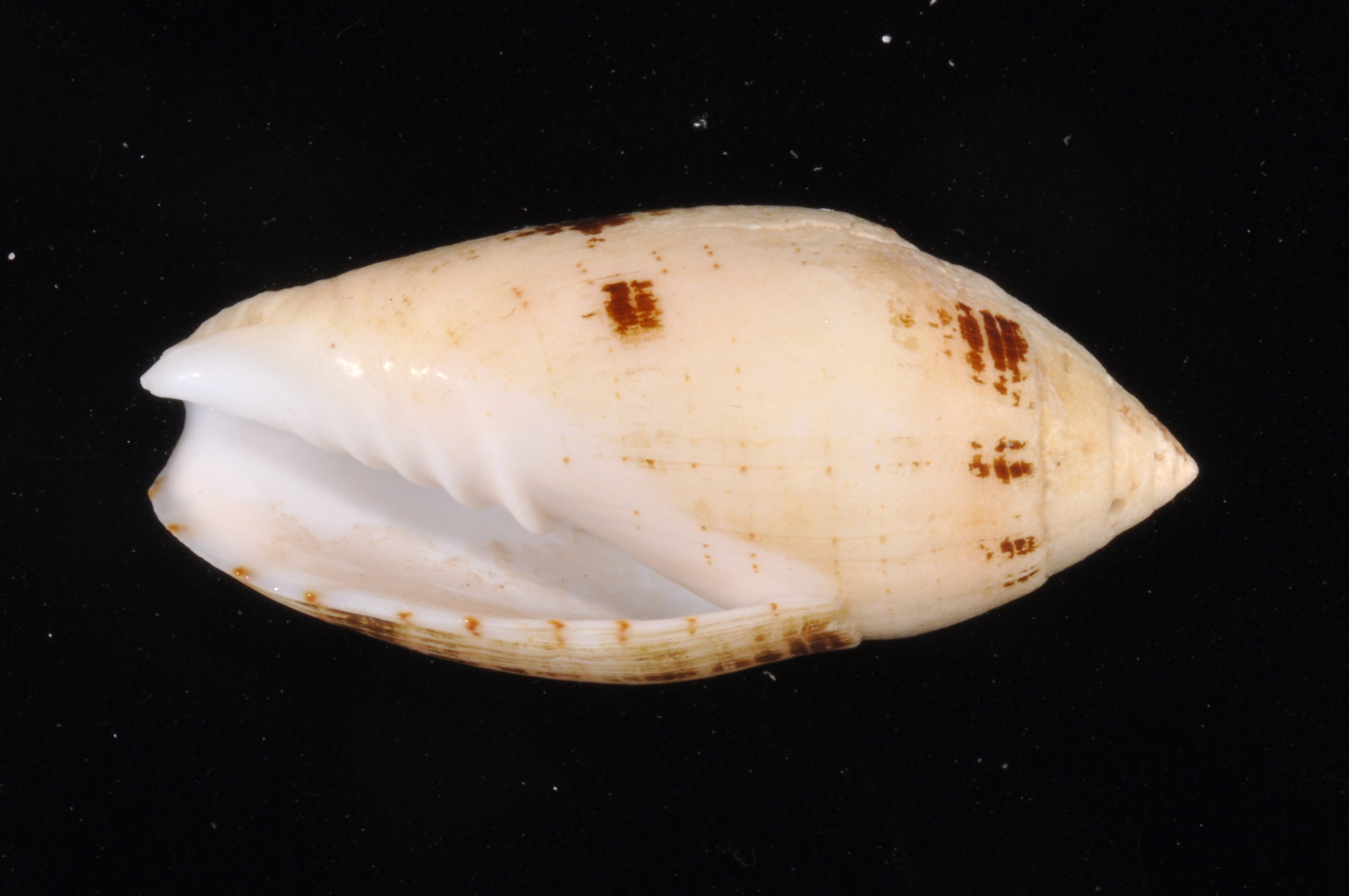 Pterygia nucea
